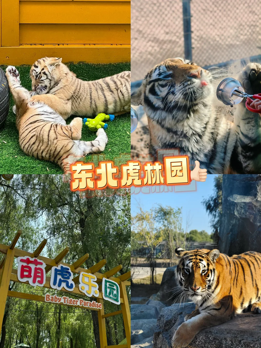 哈尔滨夏季必看旅行攻略❗️