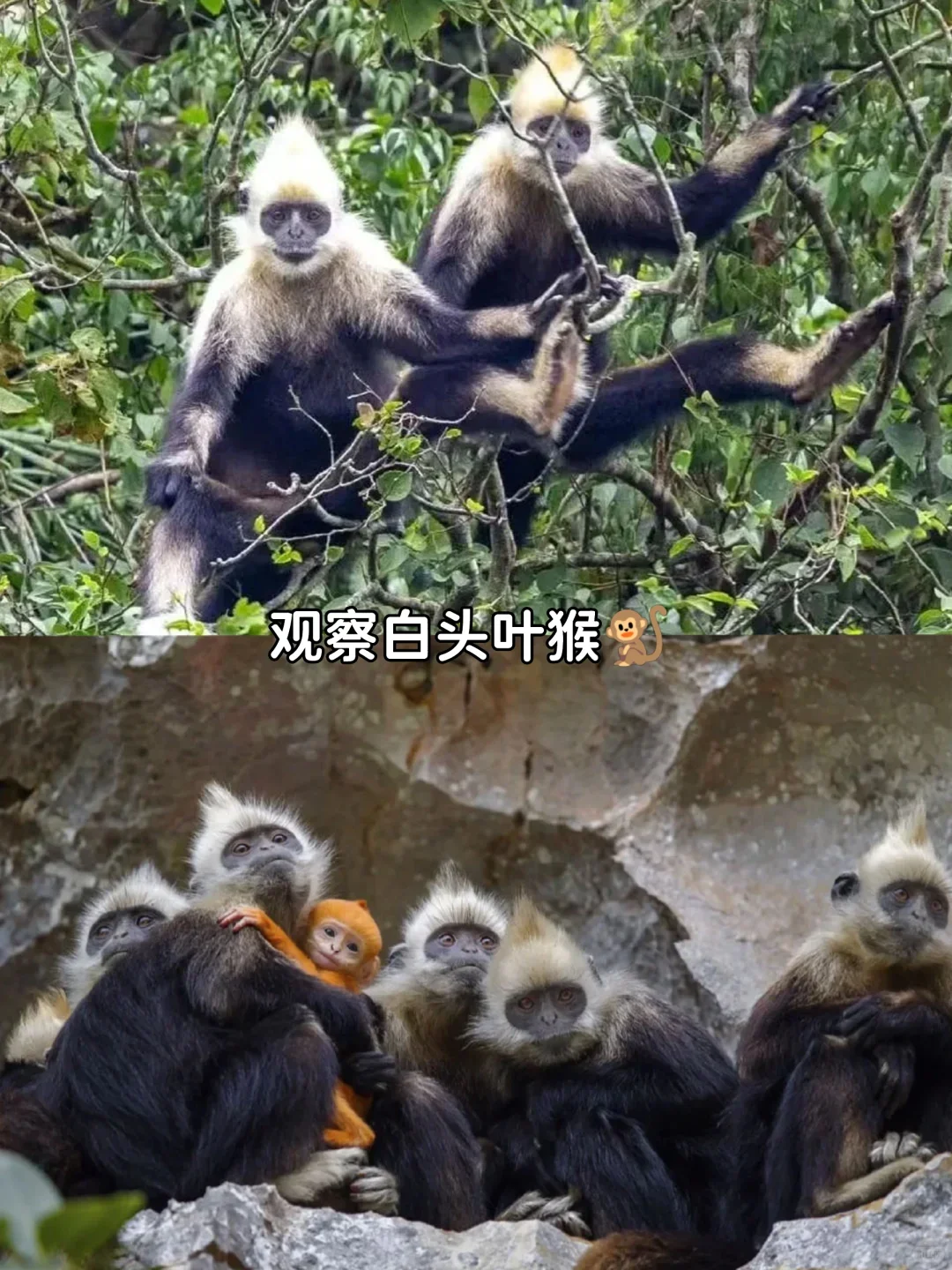 带娃二刷崇左，真的比新西兰还要震撼😭…