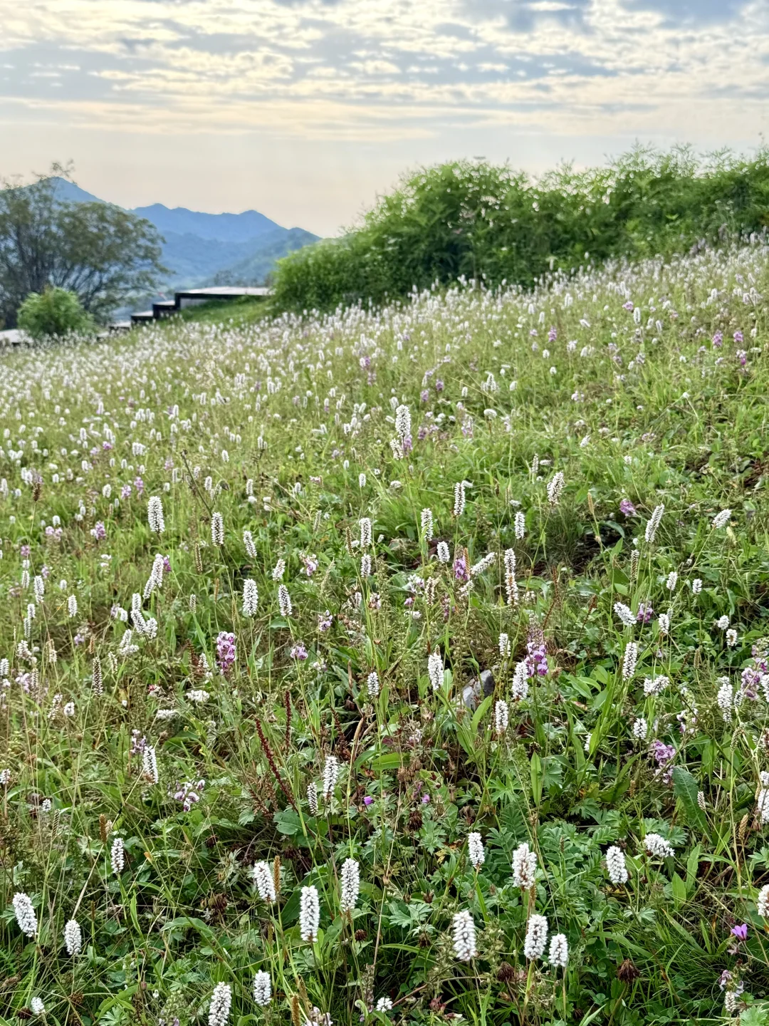 2025-8-5继续在红池坝逛，万幸城到西流溪