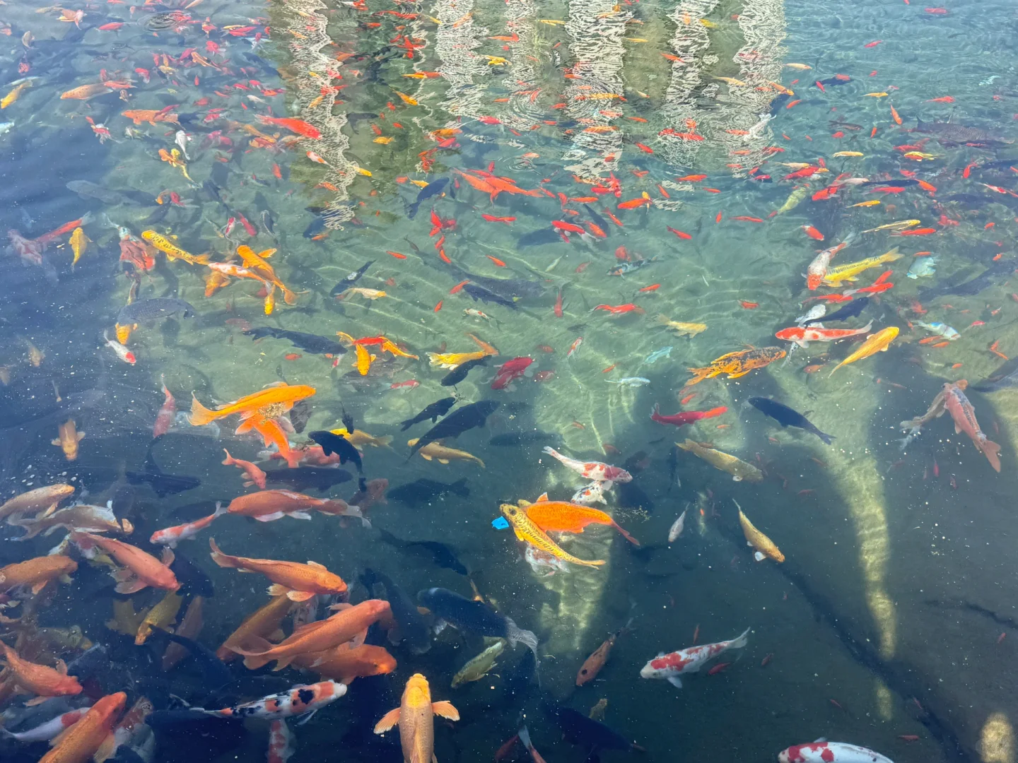 别去九寨沟了！河北也有玻璃海🌊 黑龙洞攻略