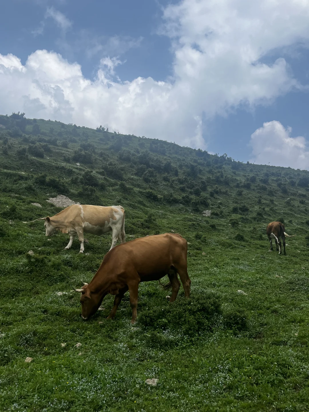 属于河北人自己的小伊犁