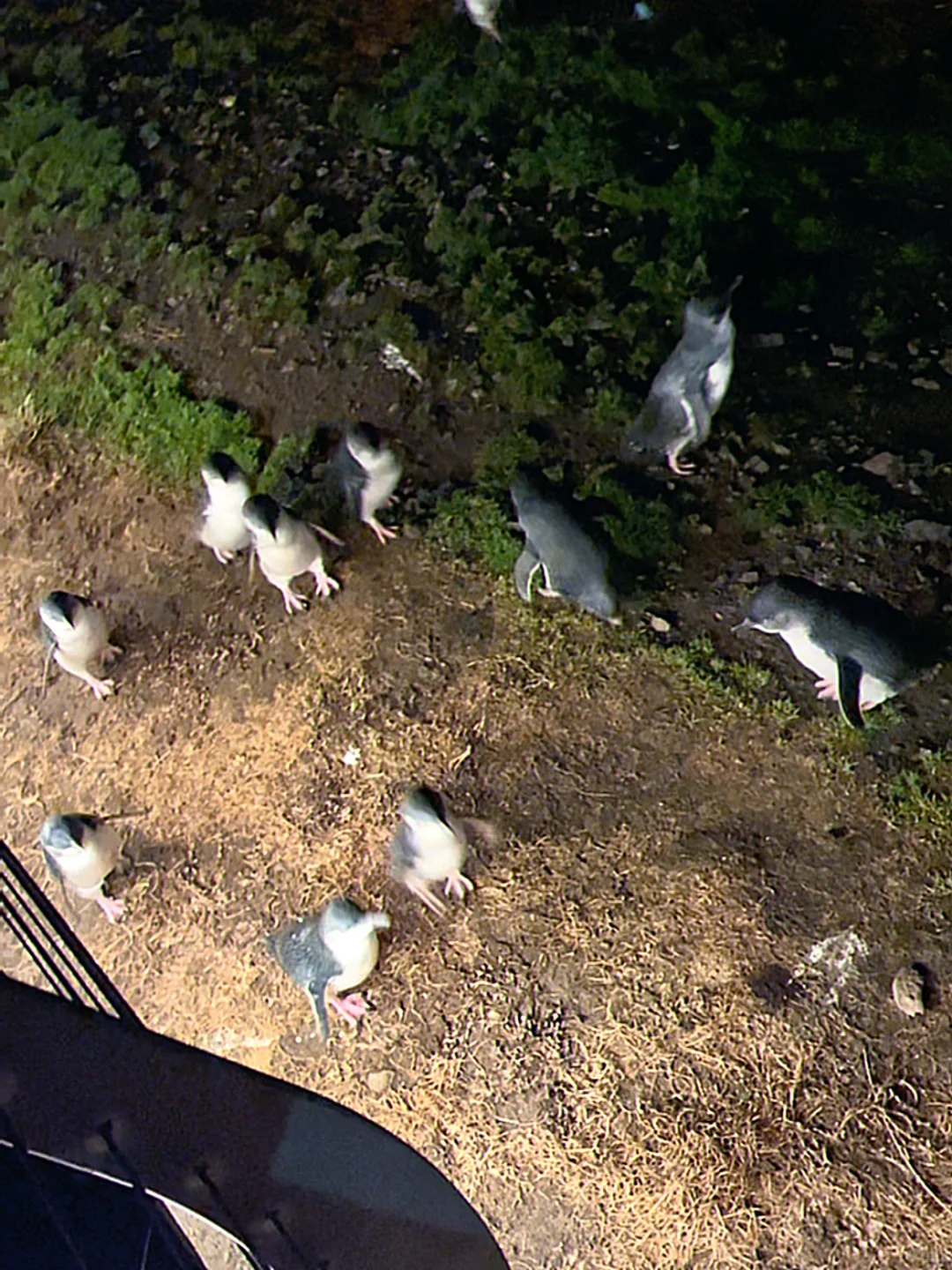 澳大利亚就是看上去很贵实际比较便宜的国家