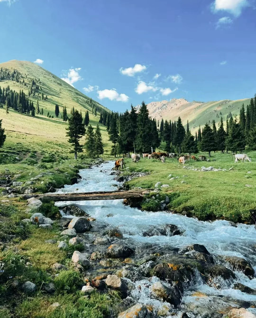 8️⃣个超适合8月出游的避暑胜地❗️