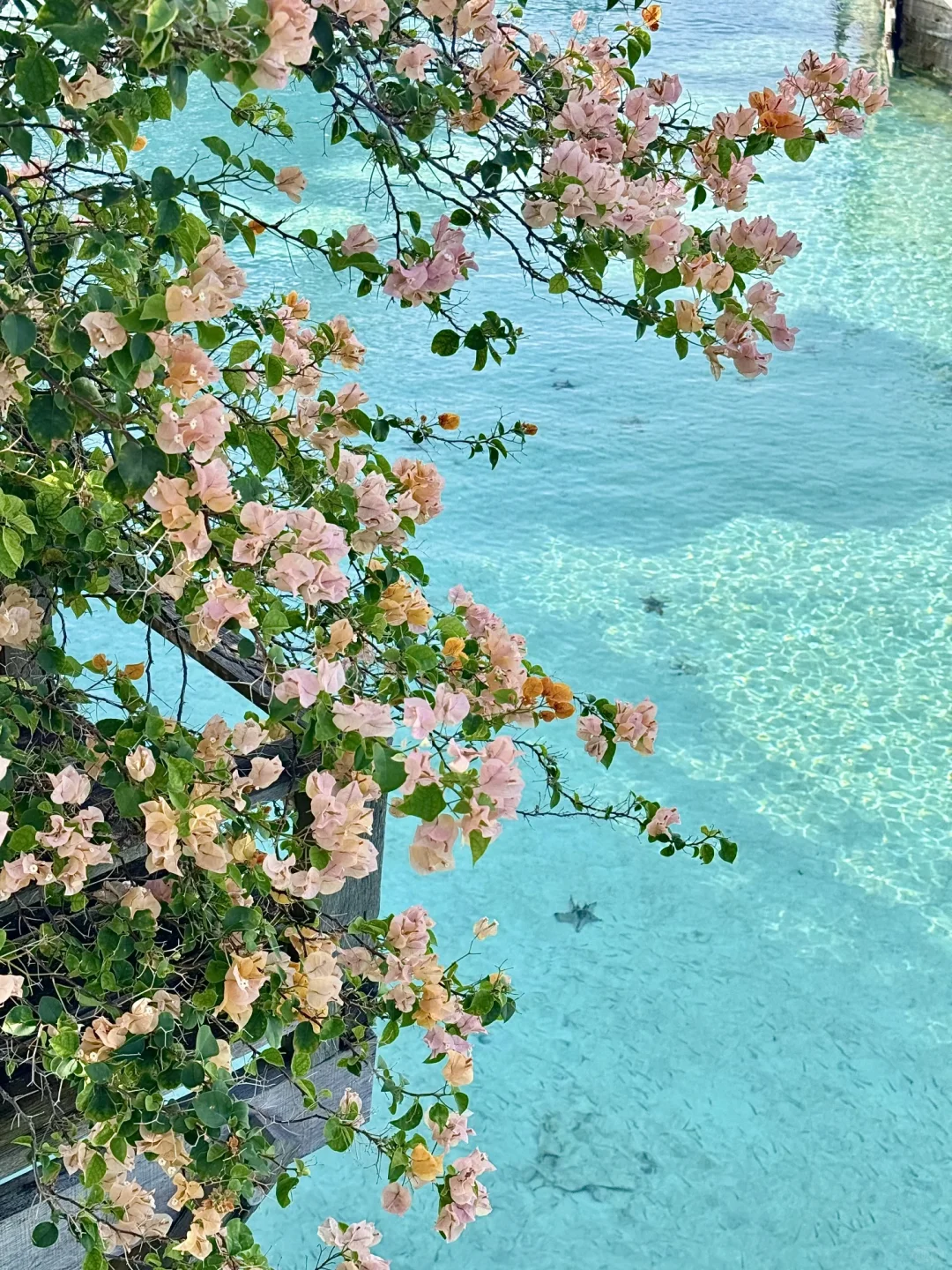 想要快速去趟马来的宝宝们看这篇就够了！