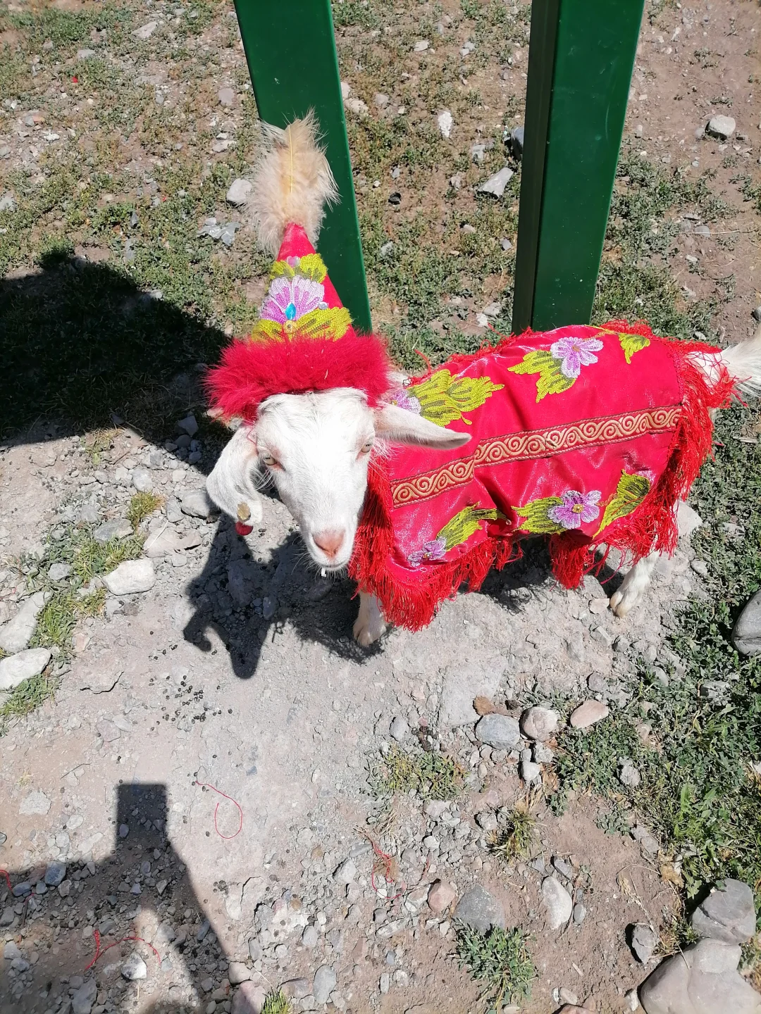 📣我的单篇笔记赞和收藏破10❗️️️