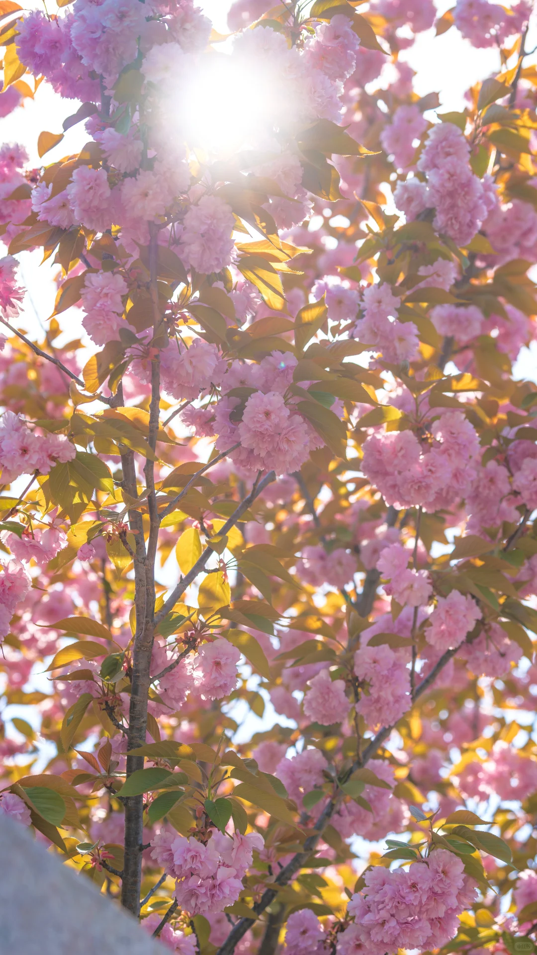 不是布拉格 是青岛