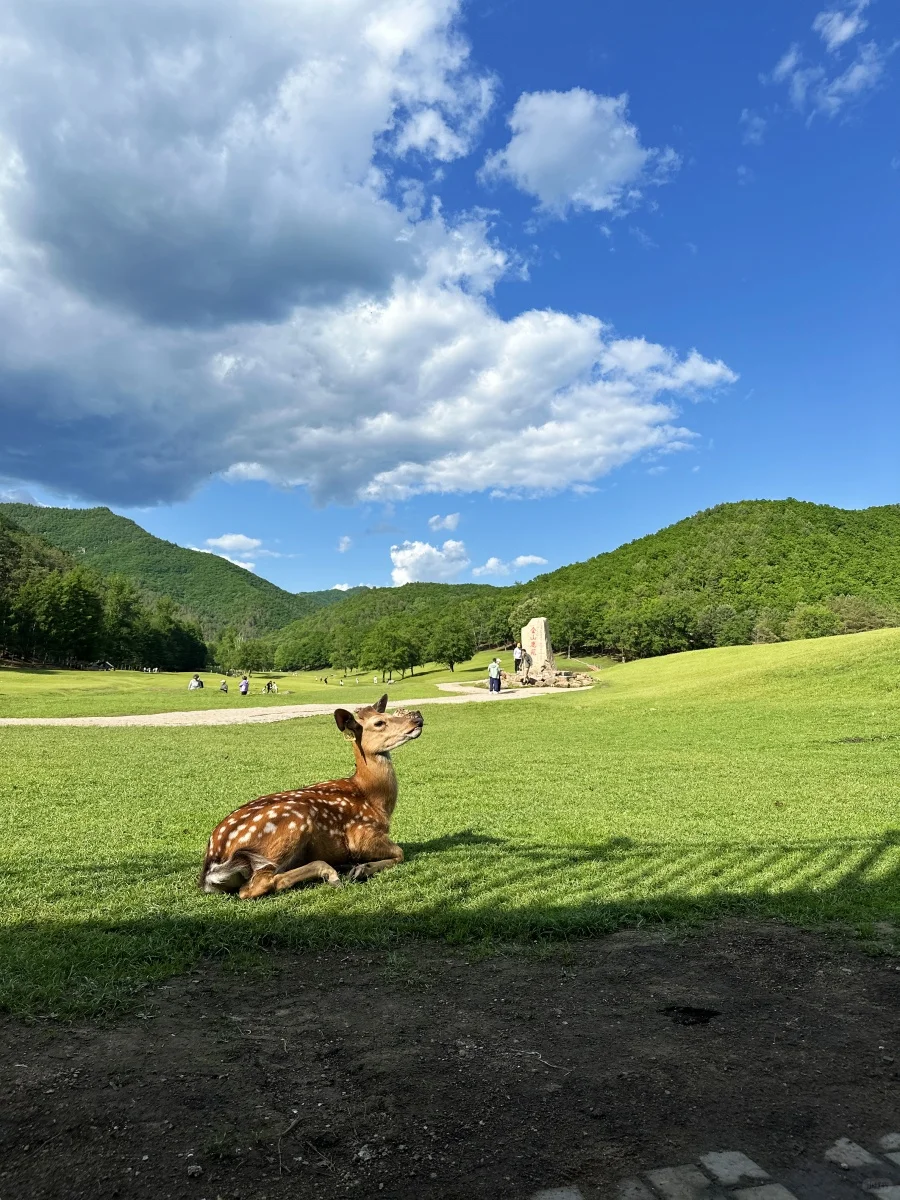 哈尔滨+伊春5天遛娃游，暑假超凉快❗