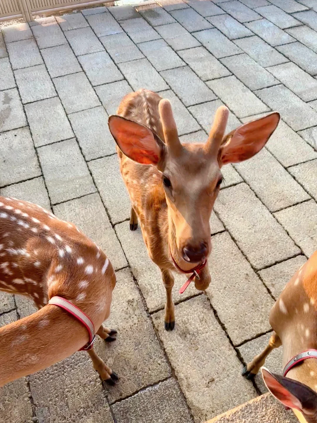 河头老街|北京自驾唐山