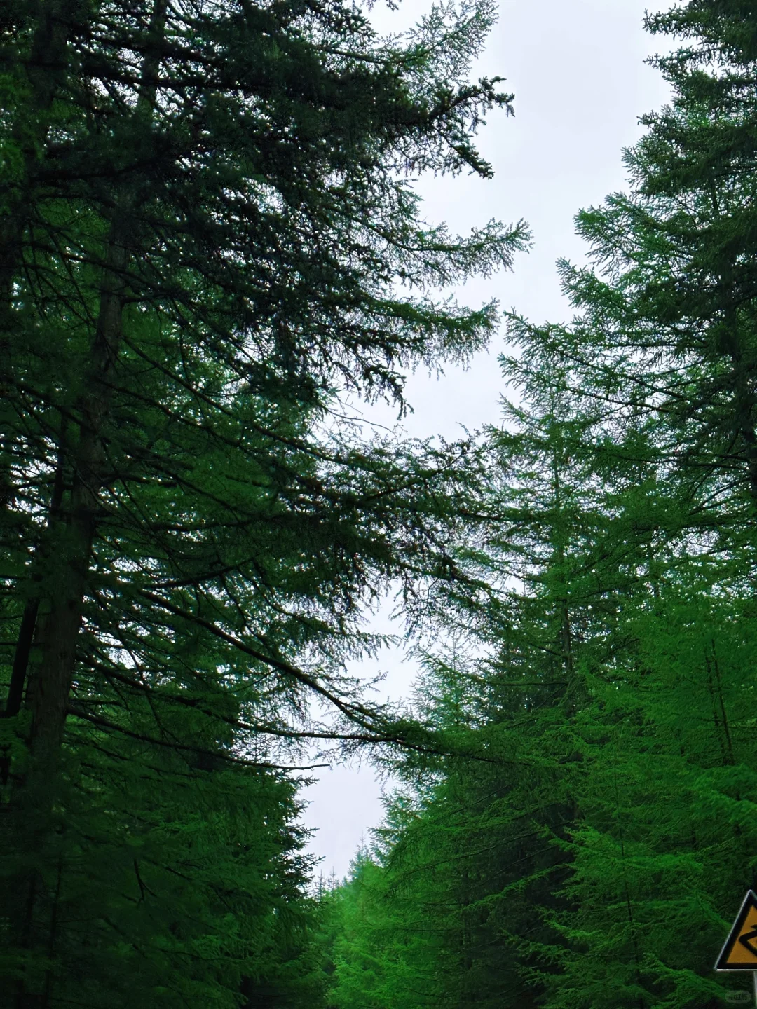 山西小阿勒泰-芦芽山