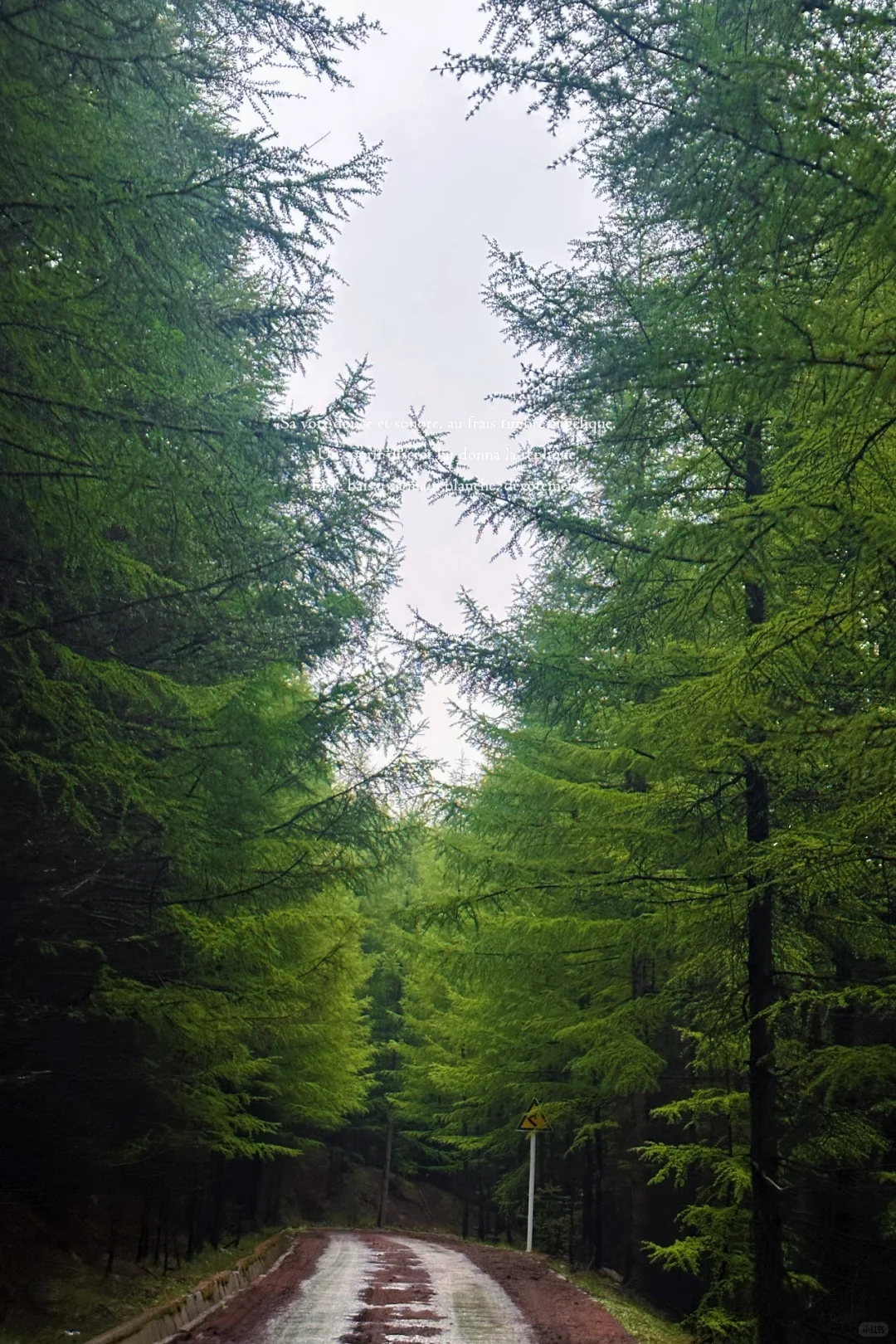 山西小阿勒泰-芦芽山