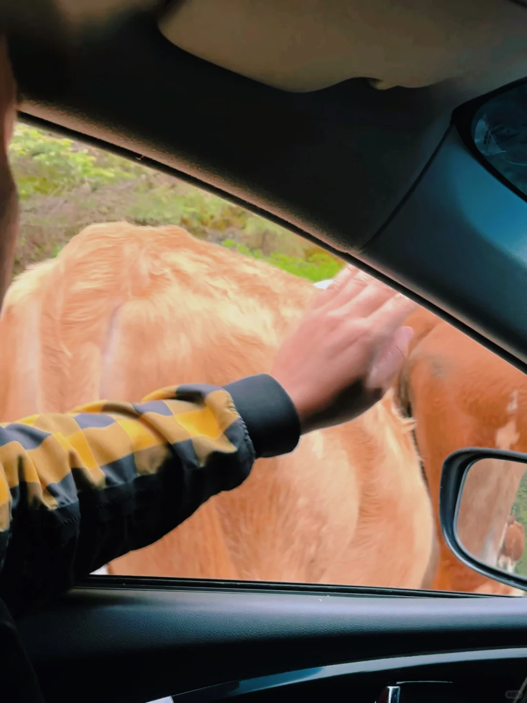 山西小阿勒泰-芦芽山