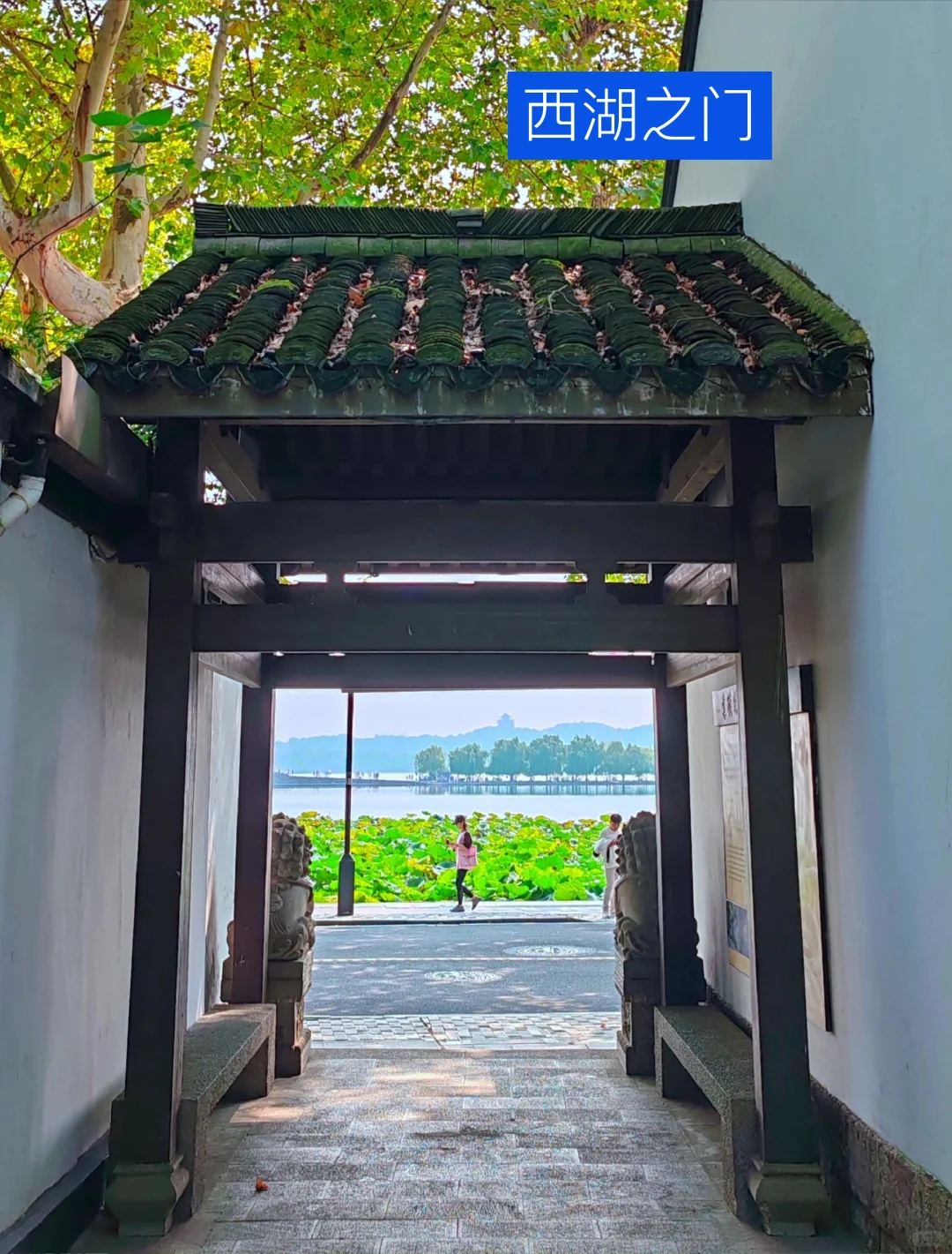 我道歉！求求你们！别来西湖了，比非洲还热