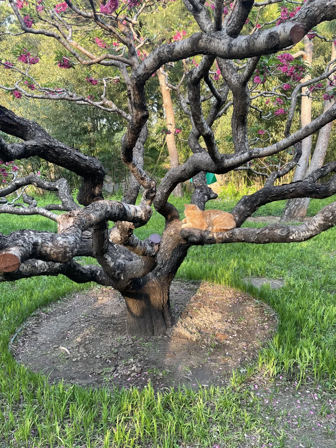 救命！！颐和园的夏天直接美到我心巴上！！