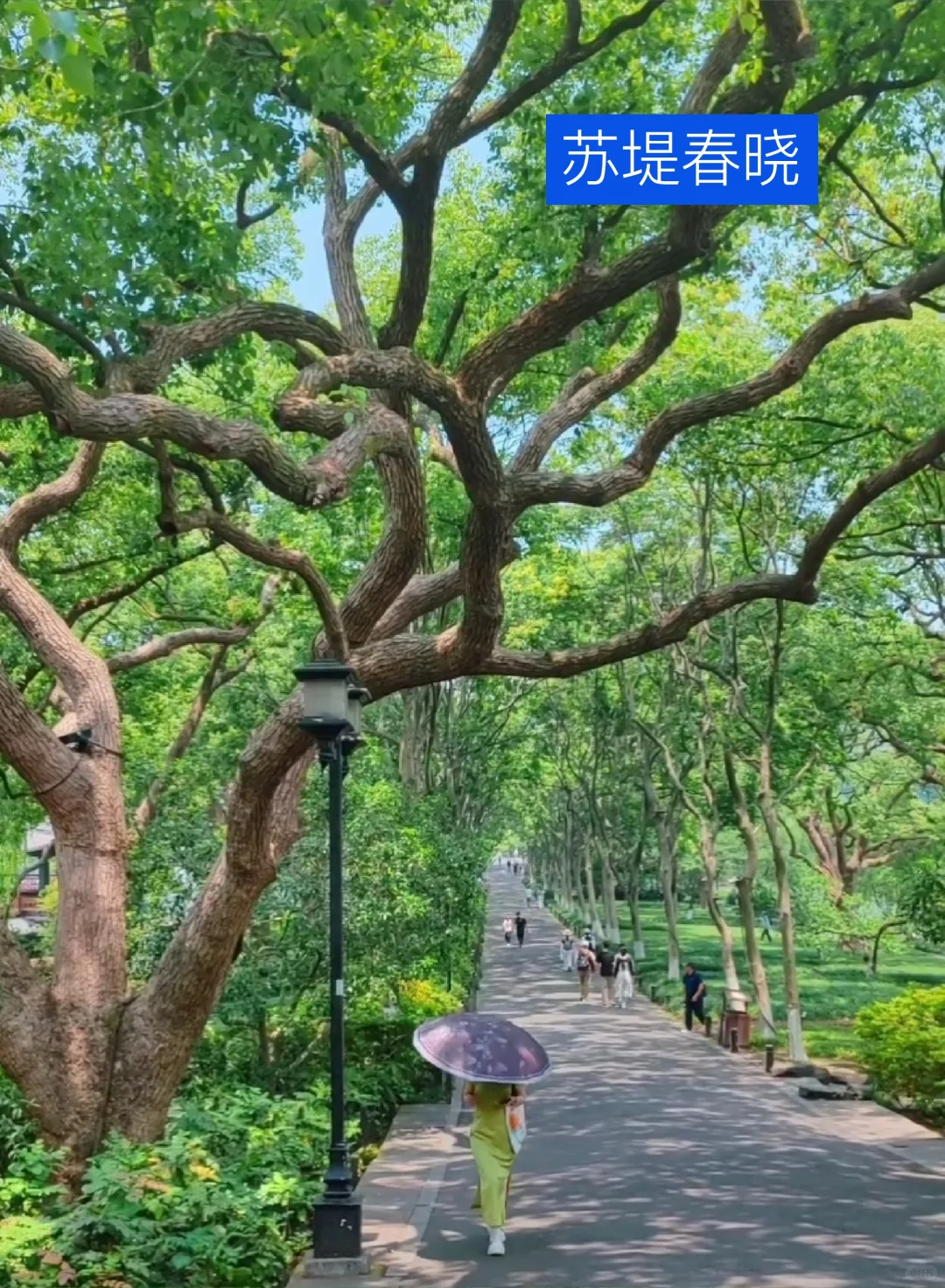 我道歉！求求你们！别来西湖了，比非洲还热