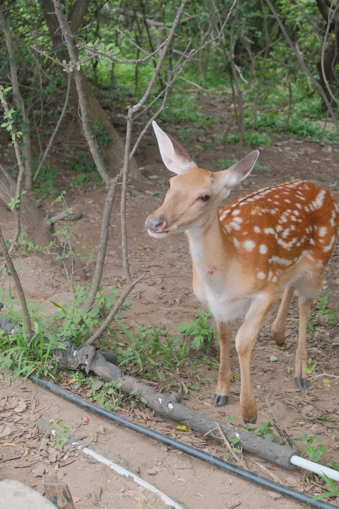 拒绝排队！暑假高峰10分钟享受海达索道