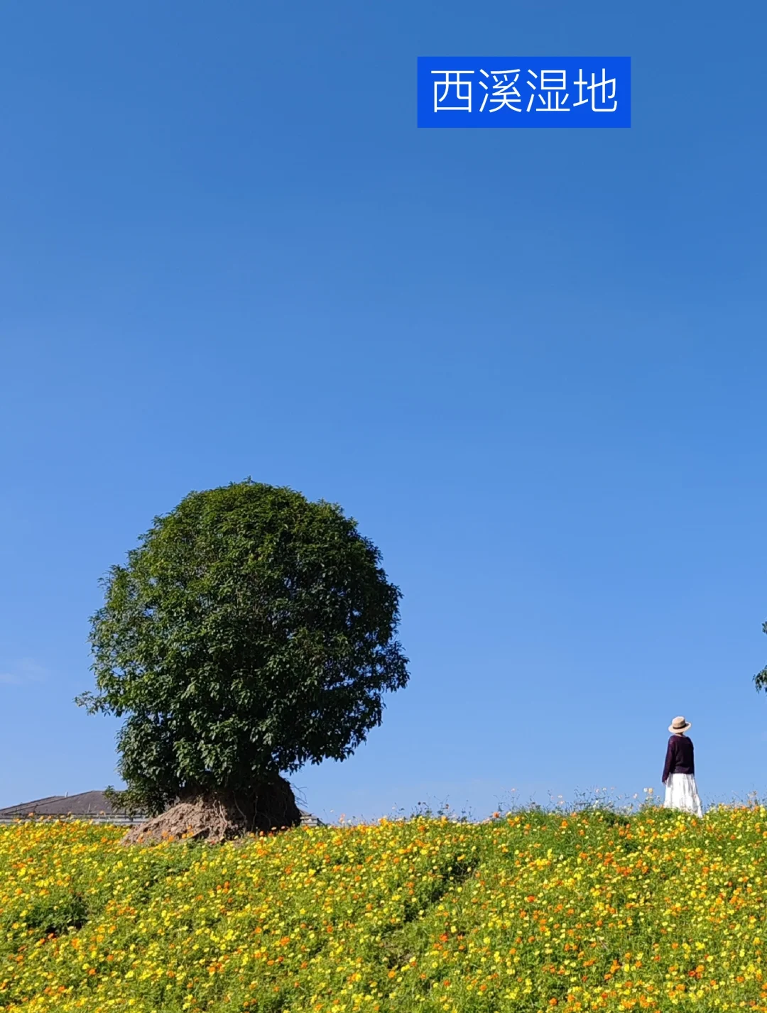 我道歉！求求你们！别来西湖了，比非洲还热