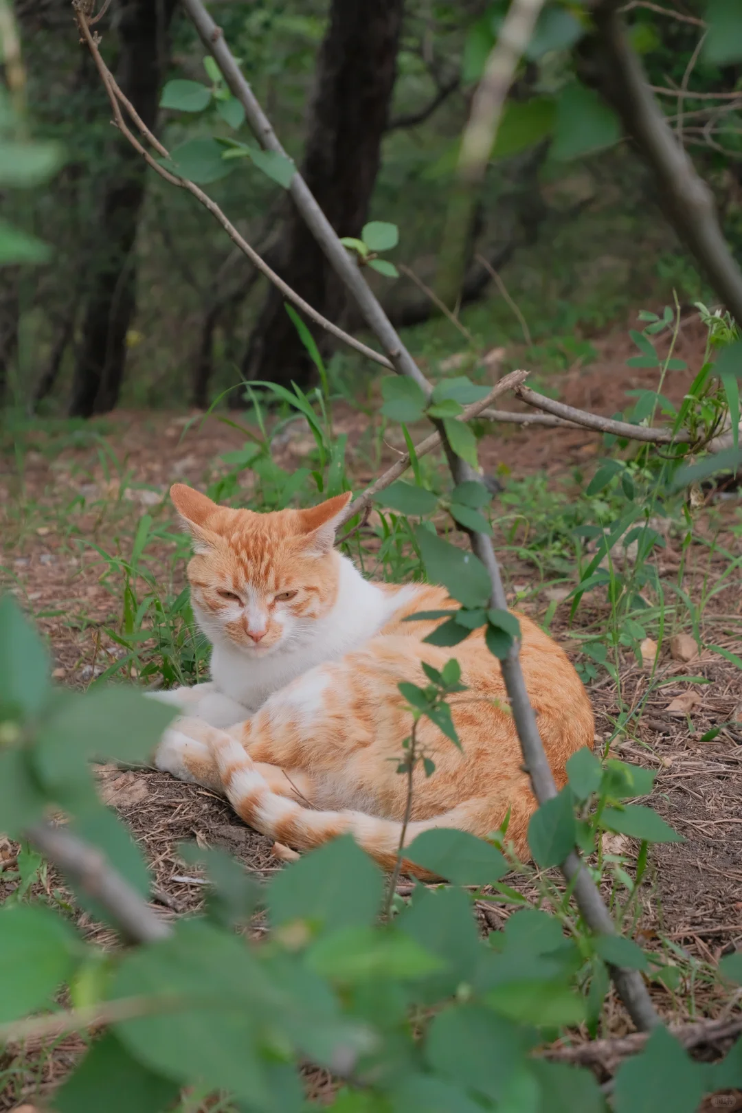 拒绝排队！暑假高峰10分钟享受海达索道