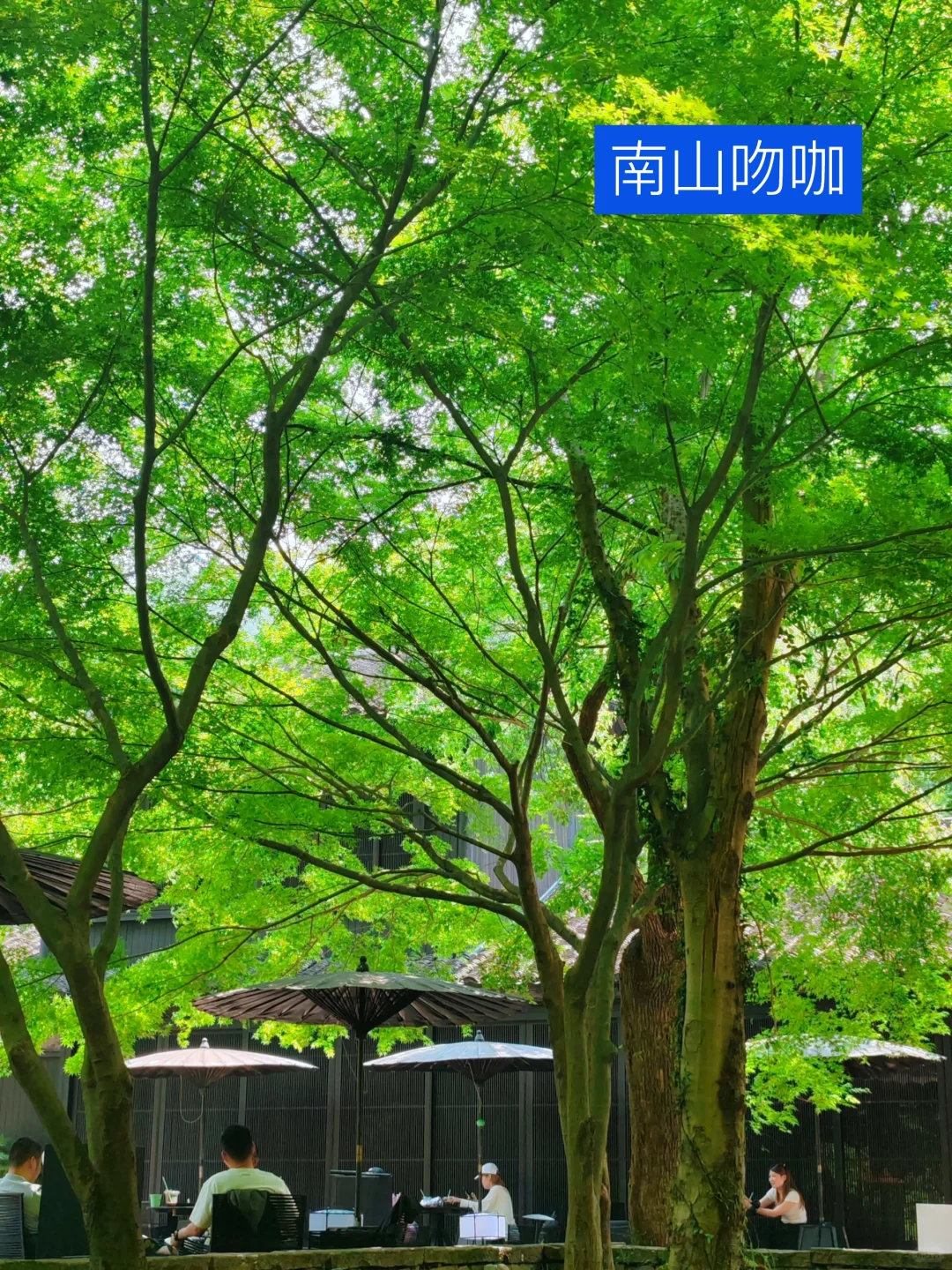 我道歉！求求你们！别来西湖了，比非洲还热