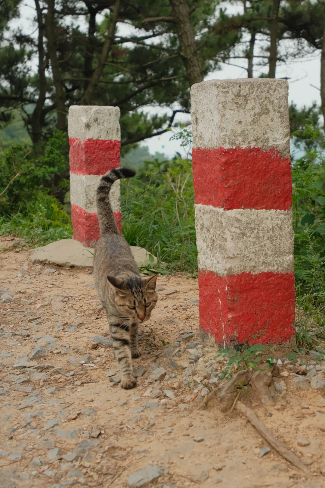 拒绝排队！暑假高峰10分钟享受海达索道