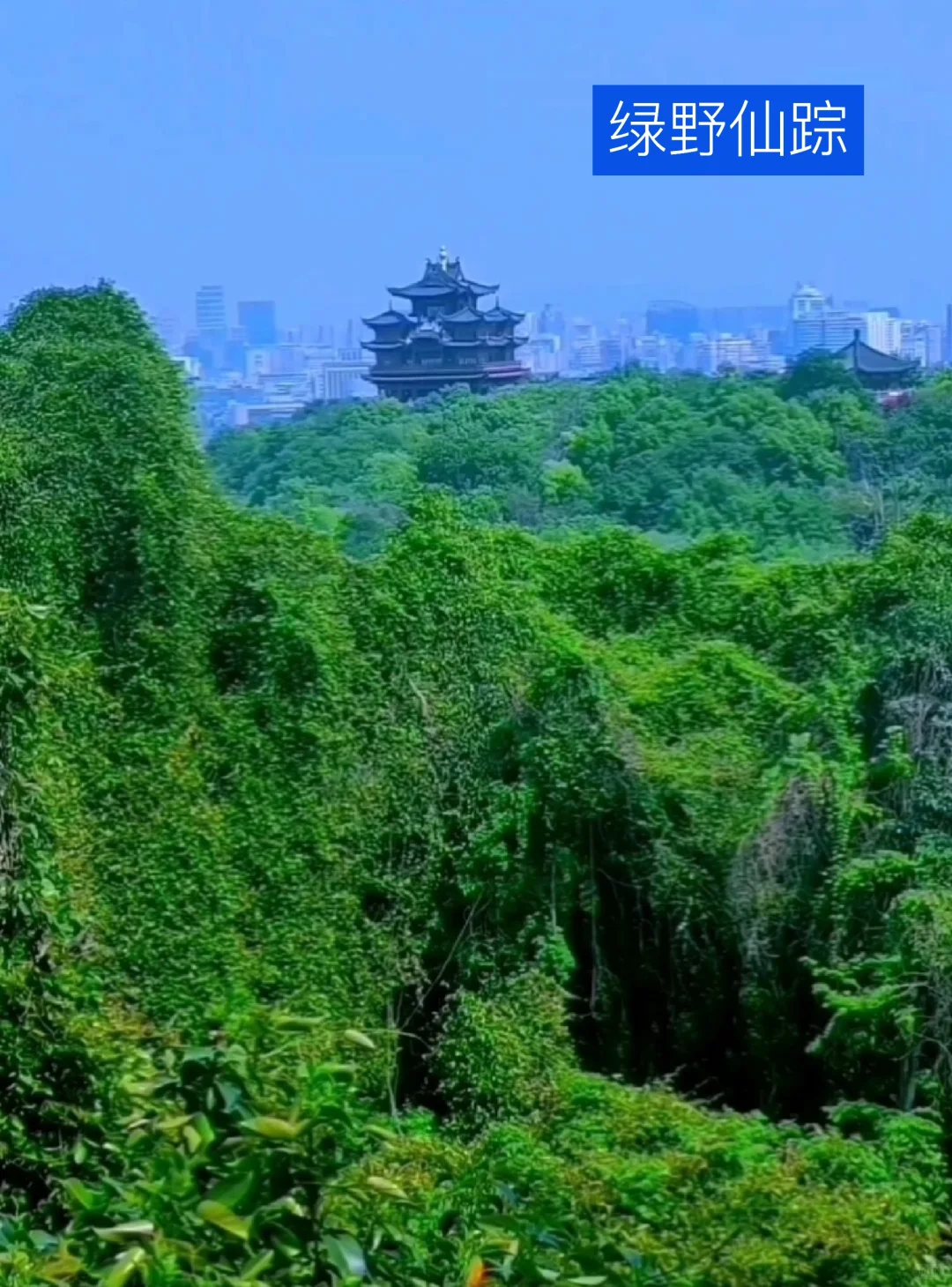 我道歉！求求你们！别来西湖了，比非洲还热