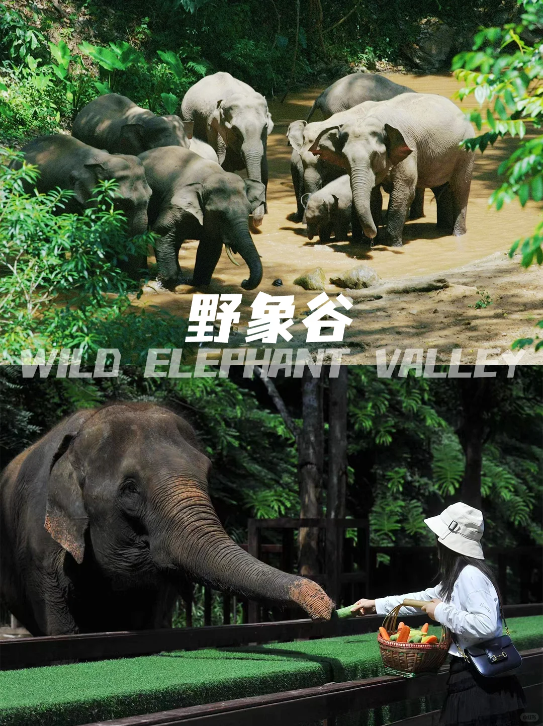 📍 西双版纳丨必玩景点攻略🔥