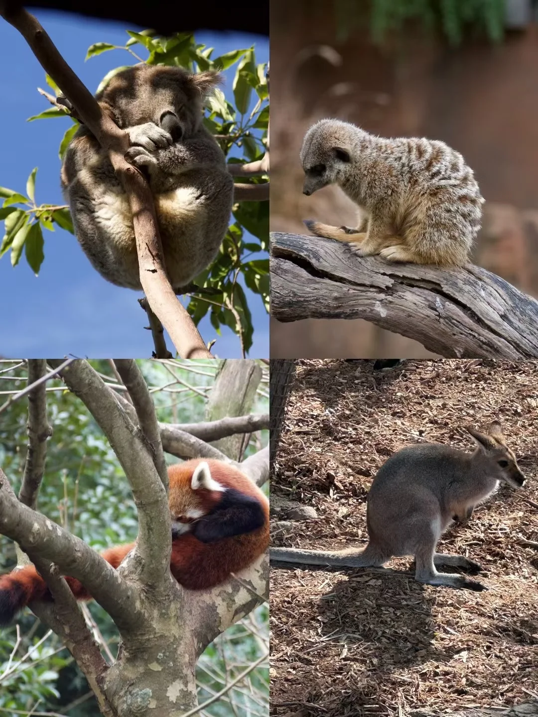 暑假8天机酒6k澳大利亚旅游攻略