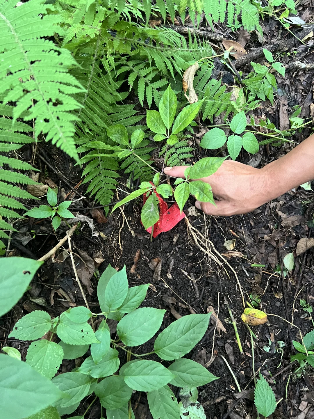 北京-延吉-长白山，逃离炎热，凉快的不真实