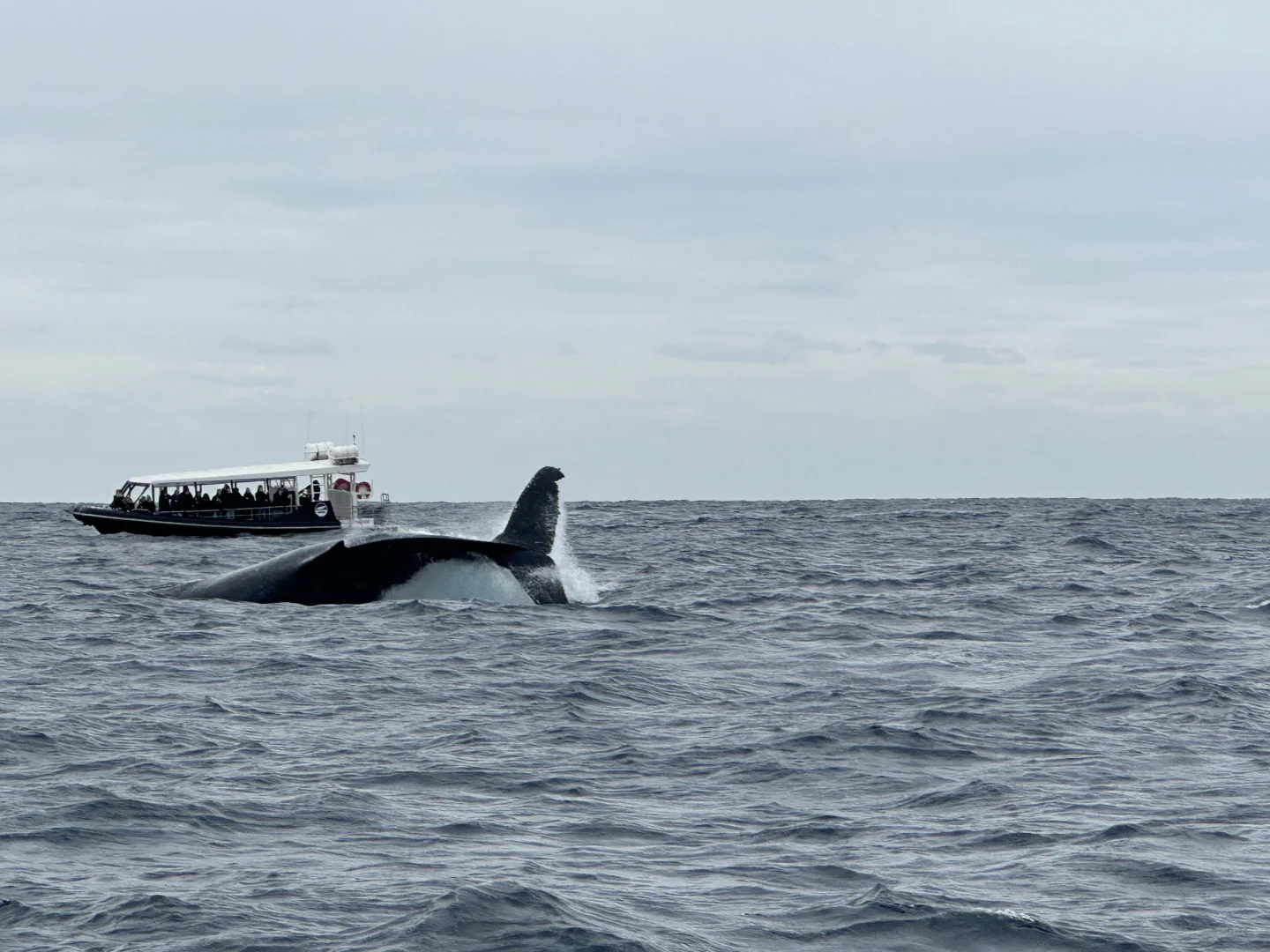 暑假8天机酒6k澳大利亚旅游攻略