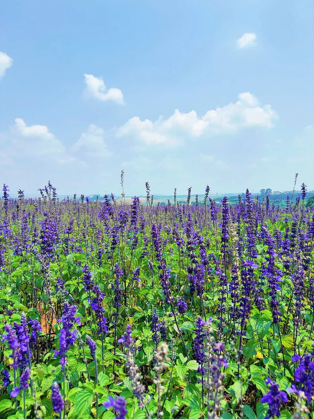 滇东南小环线 | 弥勒普者黑建水昆明