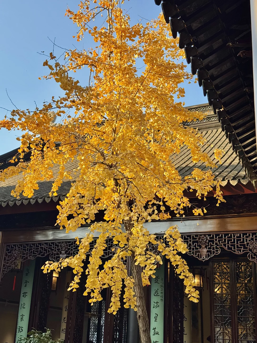 live🍂接下来的苏州,是国内秋日旅行天花板