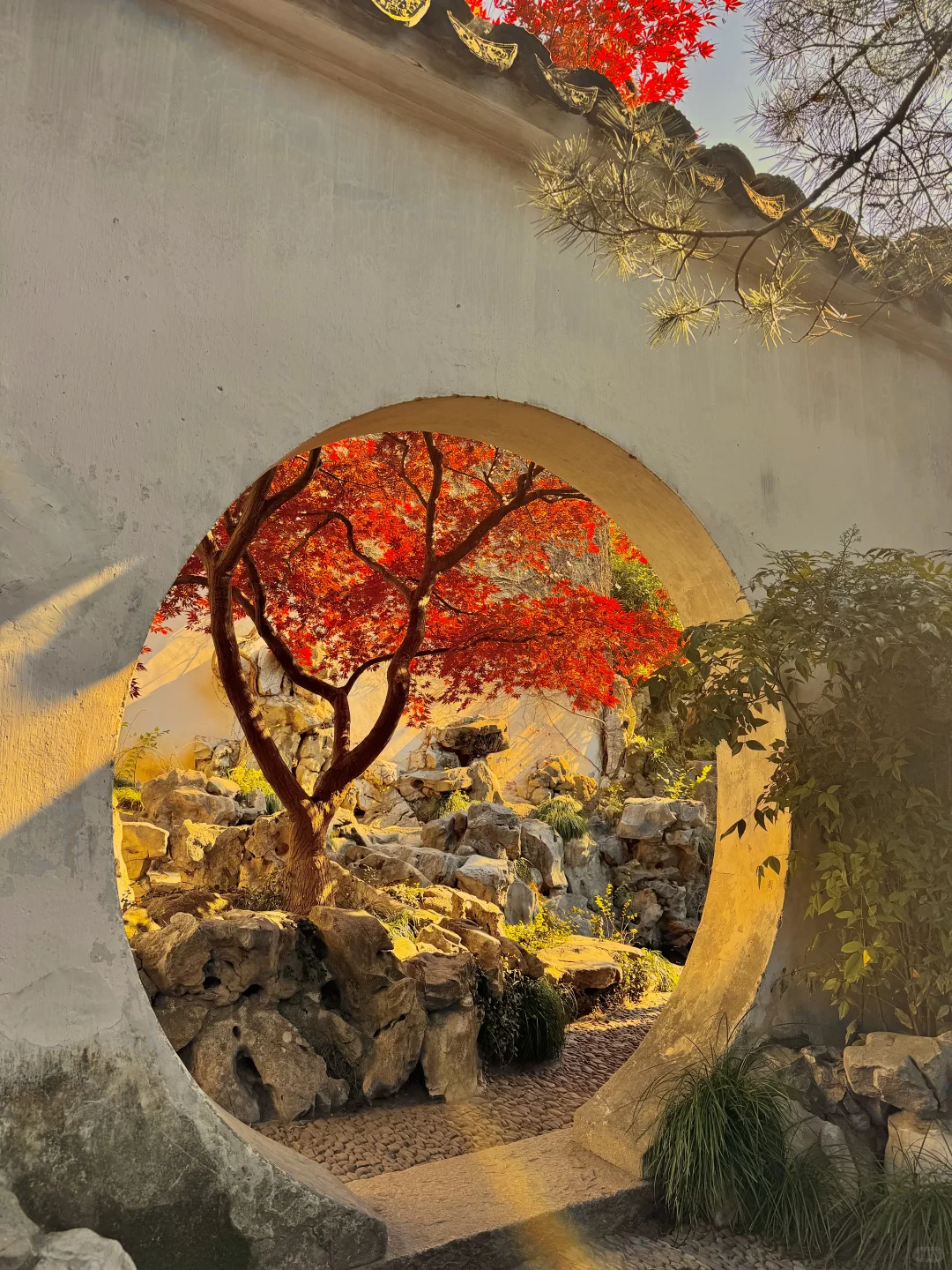 live🍂接下来的苏州,是国内秋日旅行天花板