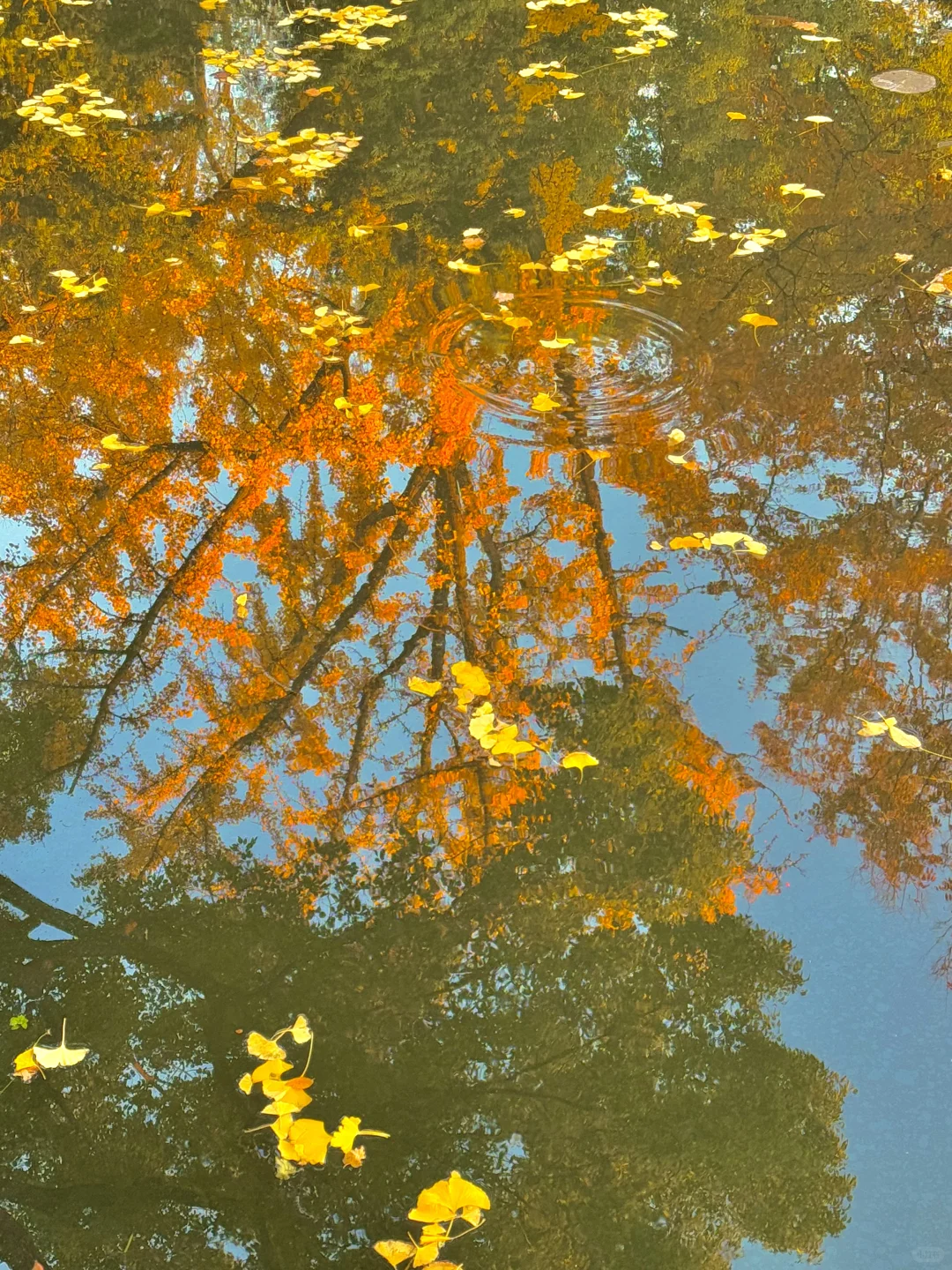 live🍂接下来的苏州,是国内秋日旅行天花板