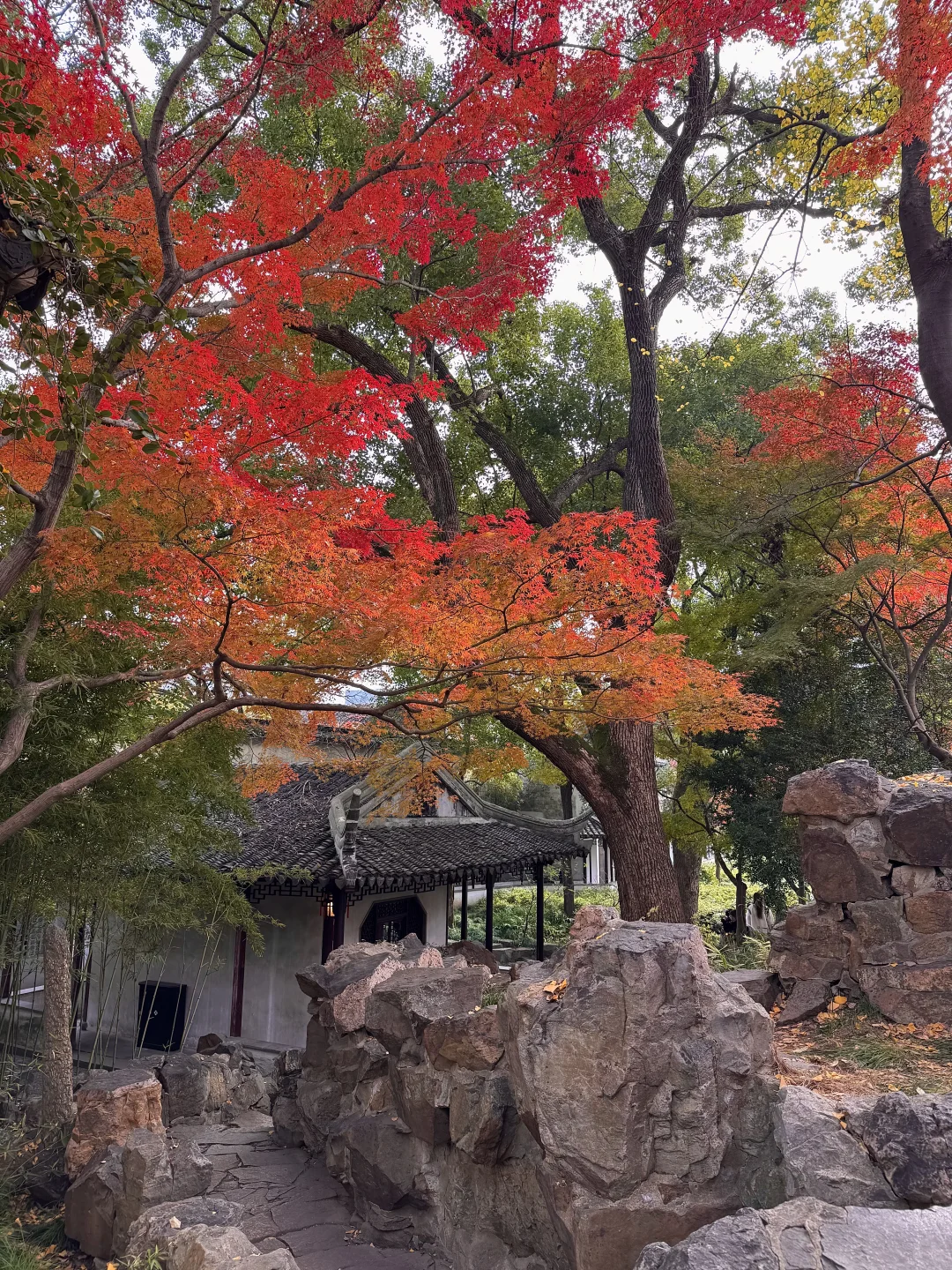 live🍂接下来的苏州,是国内秋日旅行天花板