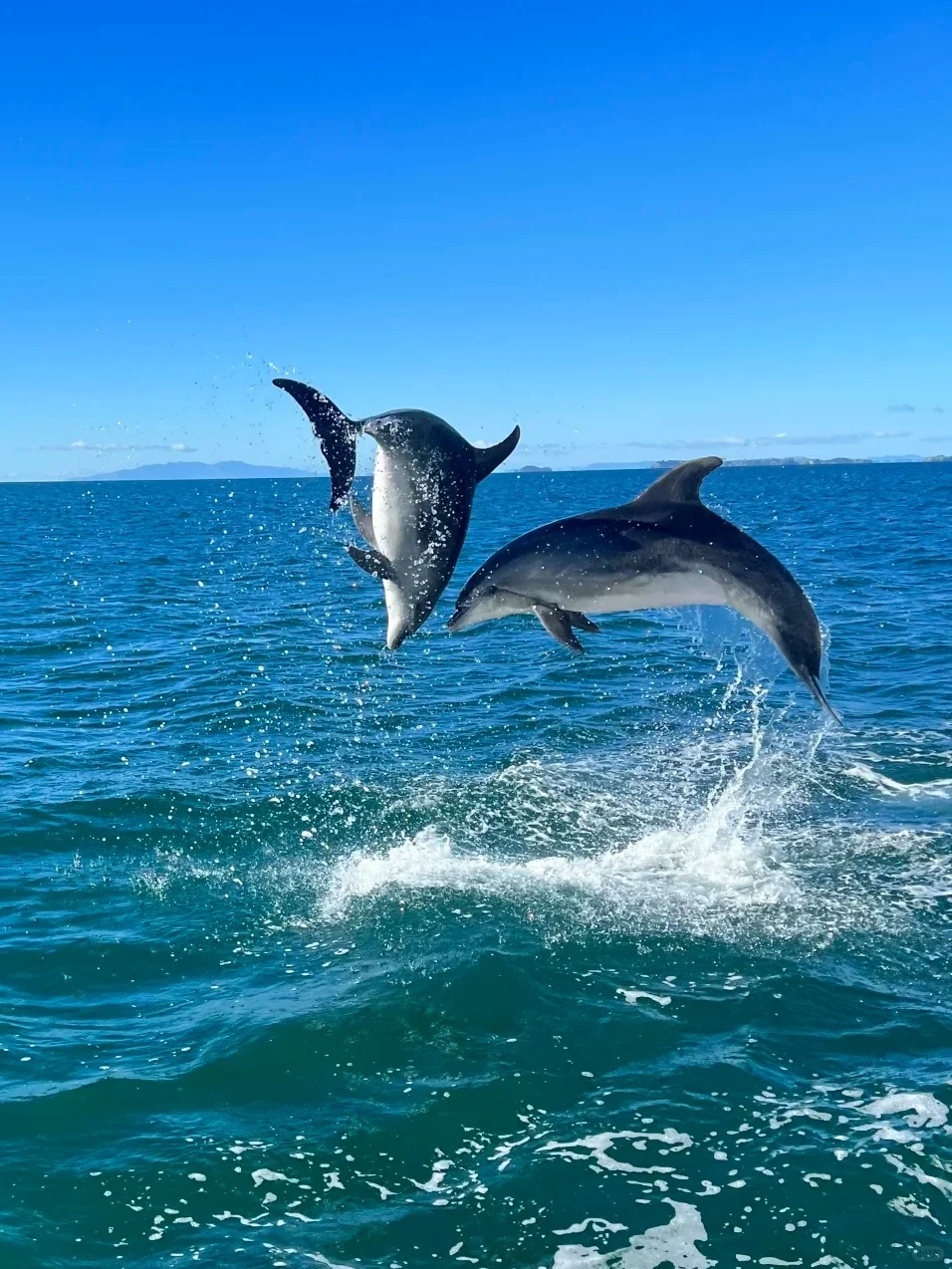 两个人去新西兰，2.5自由行已回（纯分享）