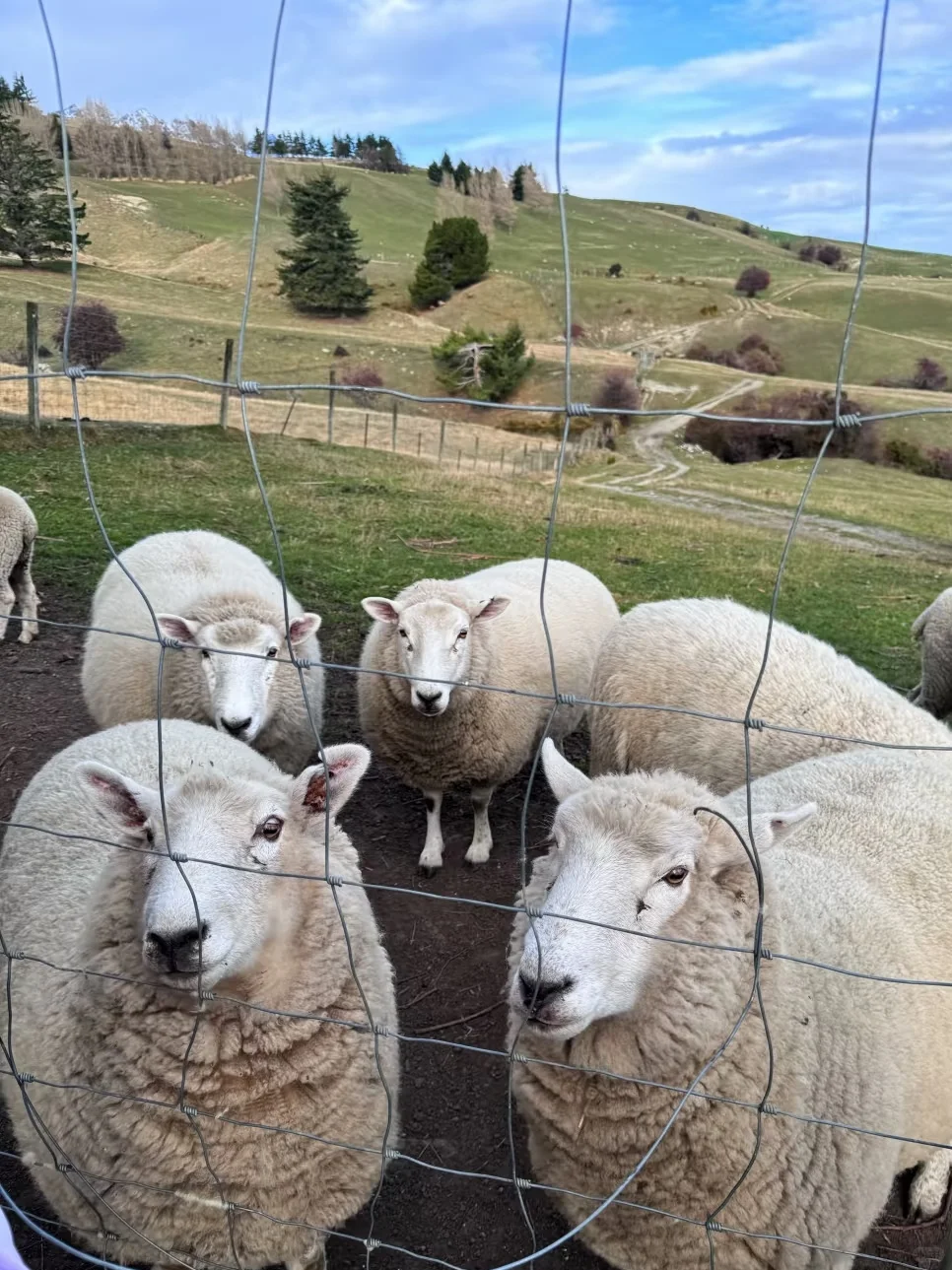 两个人去新西兰，2.5自由行已回（纯分享）