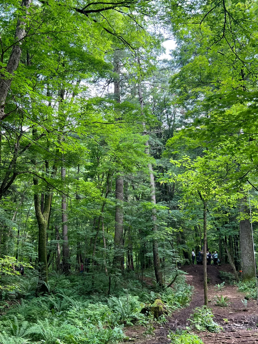 北京-延吉-长白山，逃离炎热，凉快的不真实