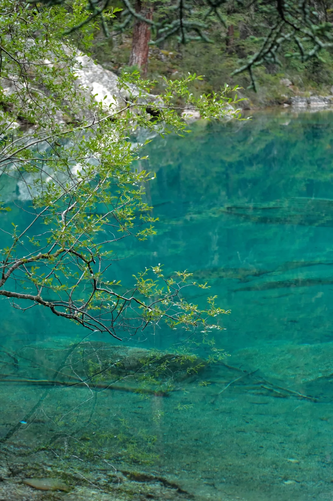海拔4100+成功菌子自由🍄