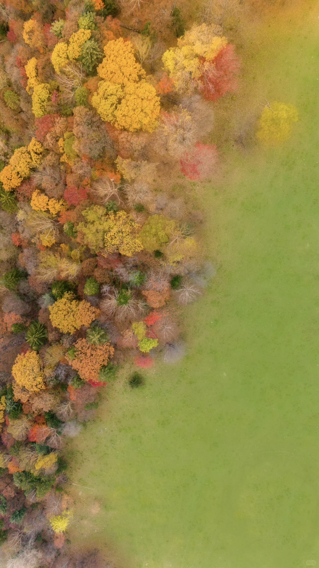 没想到长白山的溪谷竟然有如此美丽的秋天