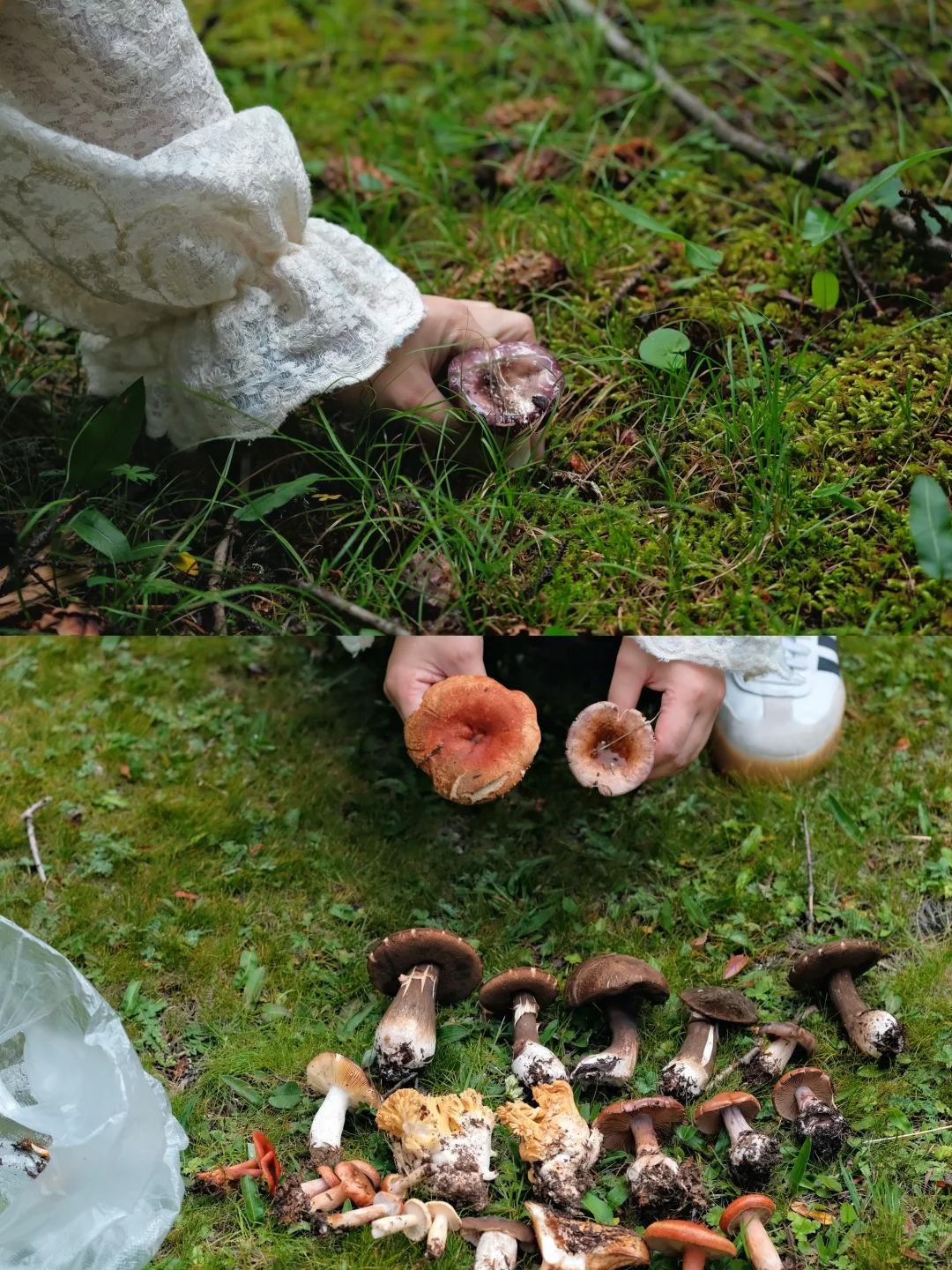 海拔4100+成功菌子自由🍄