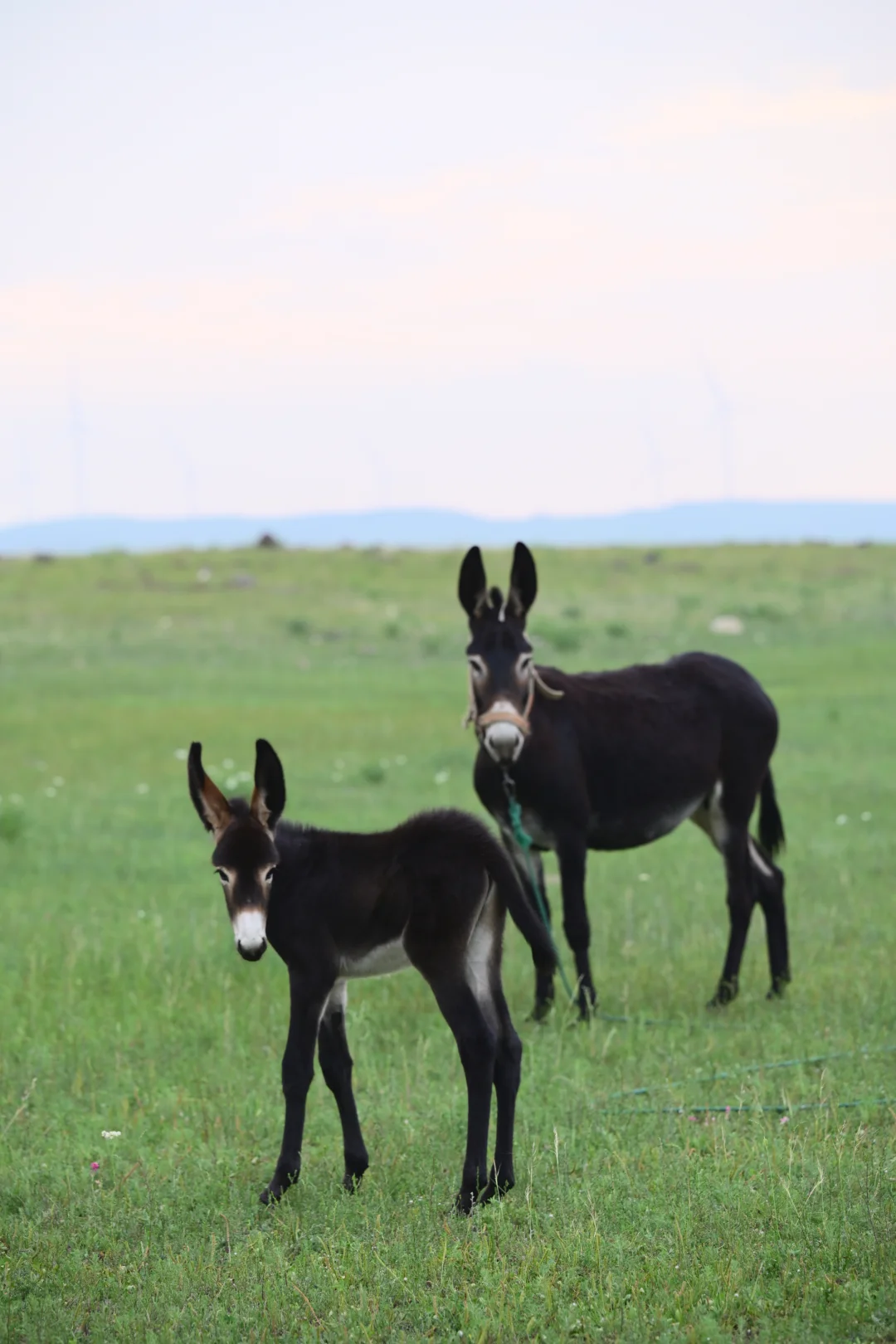 🌵乌兰察布周边🆓小众景点地-无滤镜版