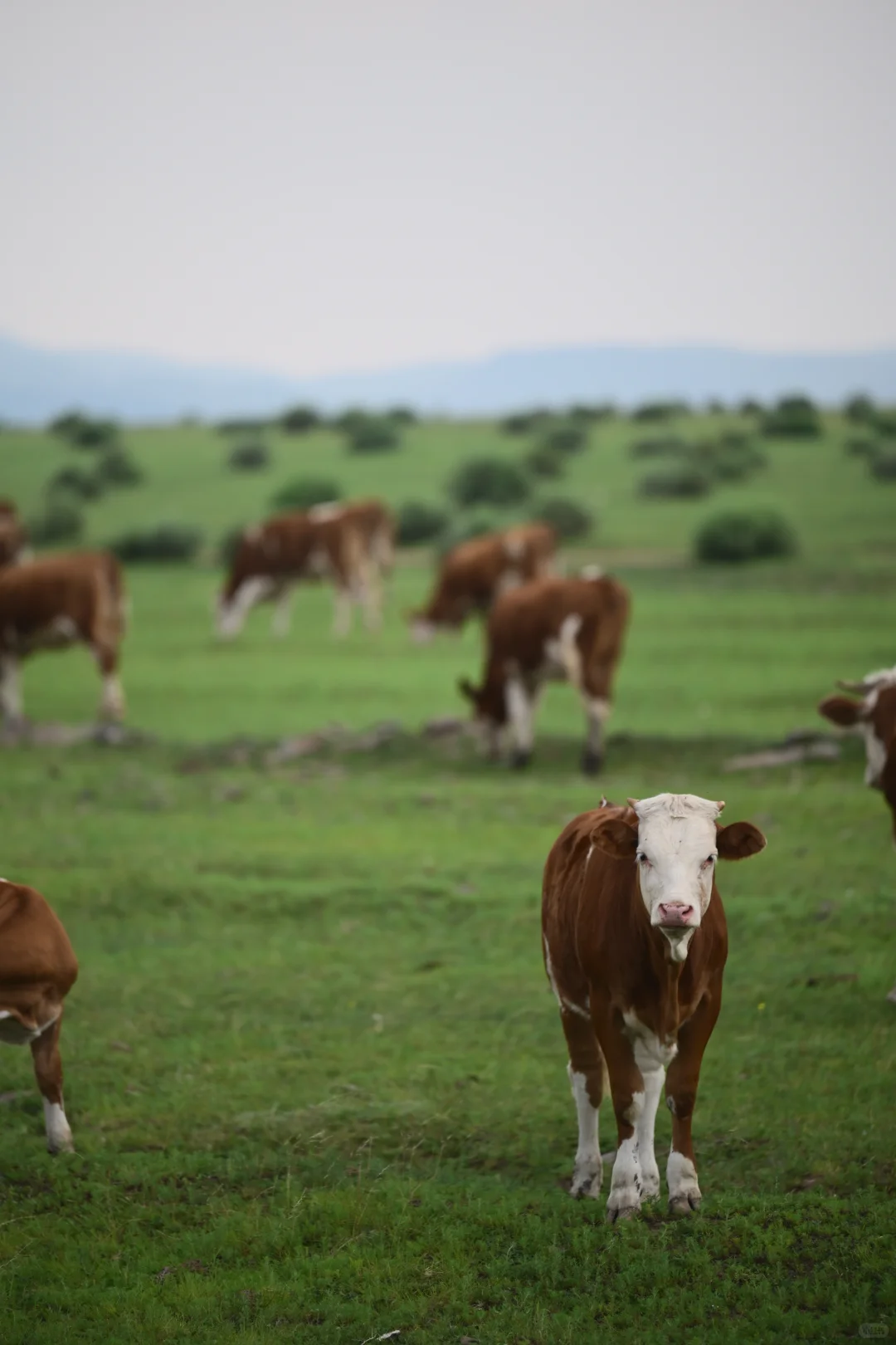 🌵乌兰察布周边🆓小众景点地-无滤镜版