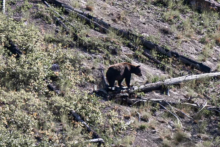 地狱边缘的天堂｜黄石国家公园（下）
