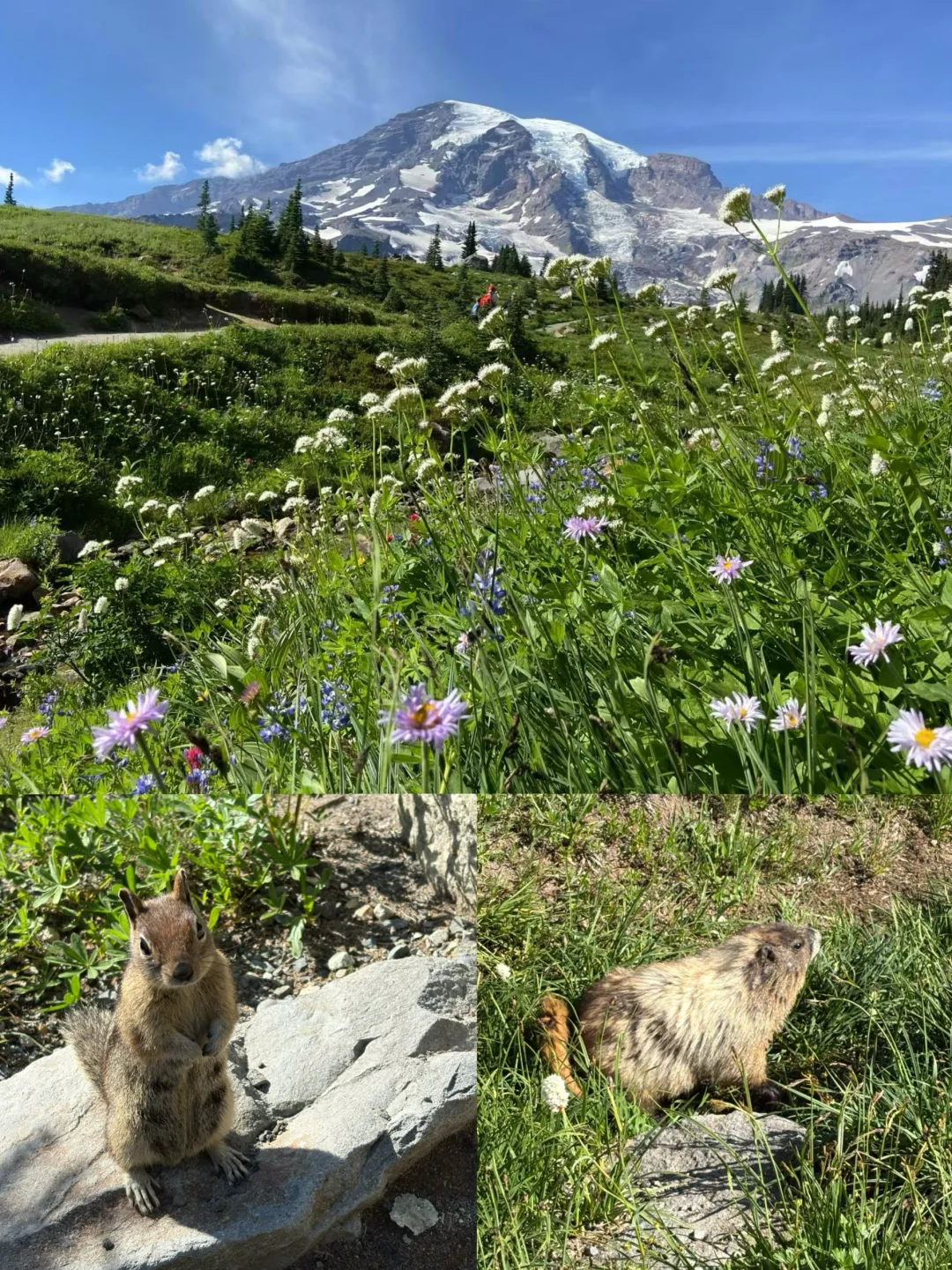 雷尼尔山|野花季遛娃线路