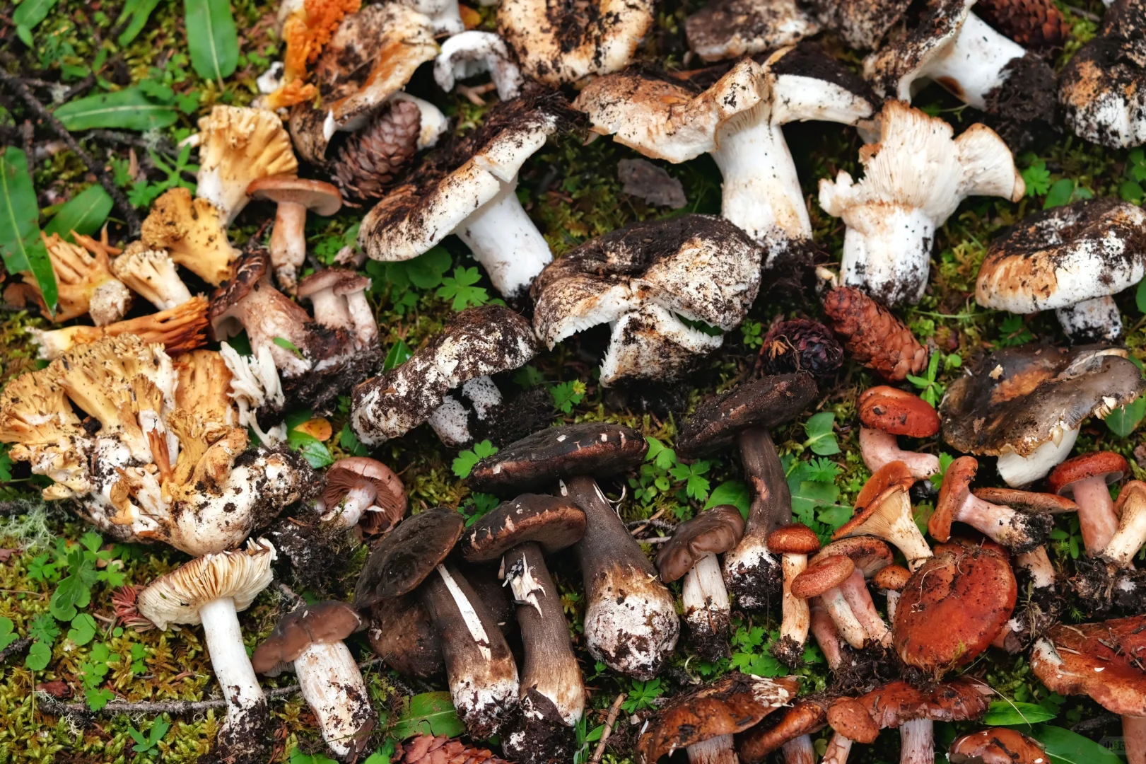 海拔4100+成功菌子自由🍄