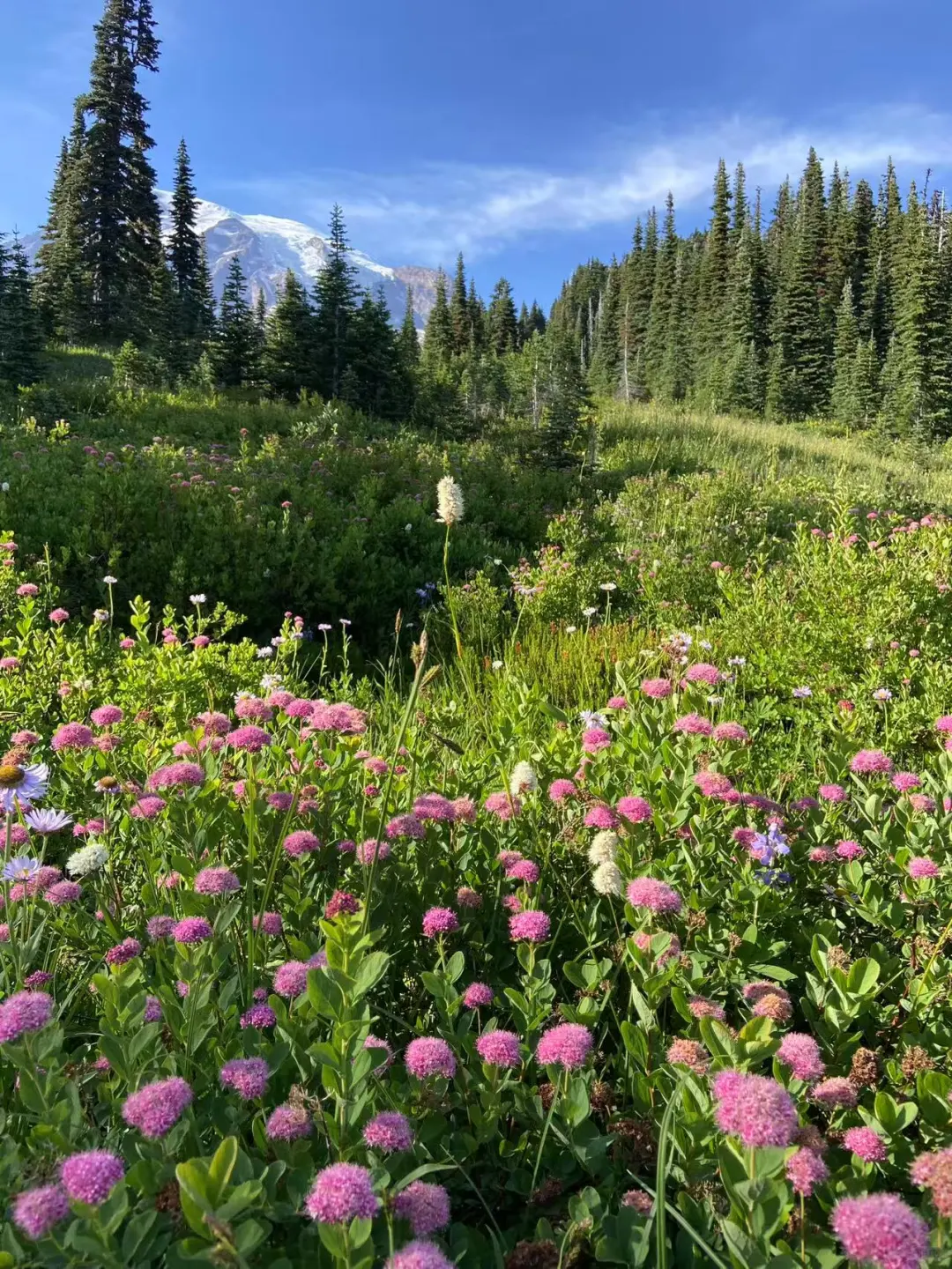 雷尼尔山|野花季遛娃线路
