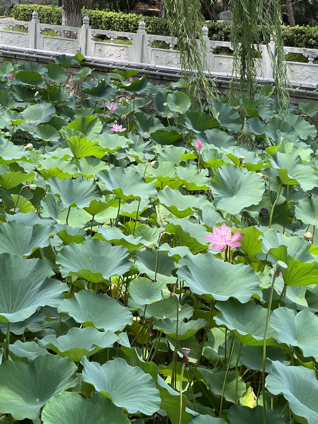8-9月去邯郸旅游的注意!别怪我没提醒！