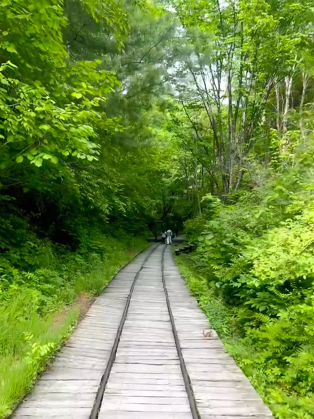 谁说避暑只能去海边㊙️22°C的小兴安岭才是夏