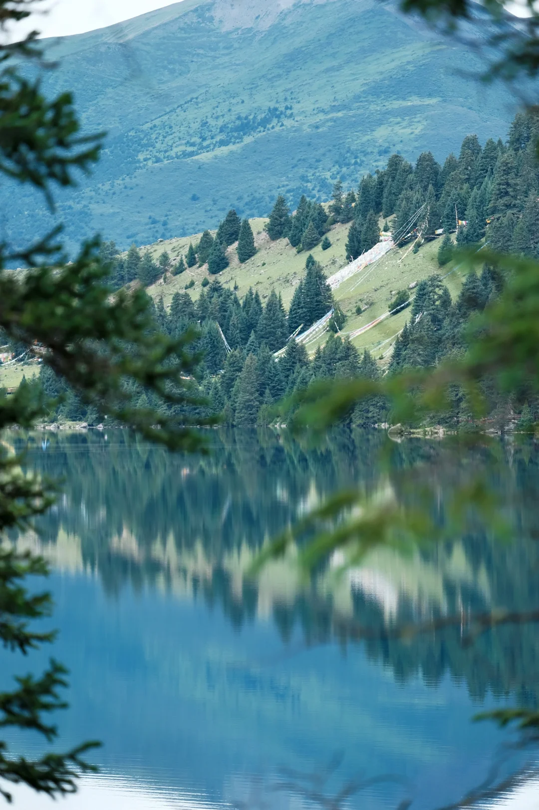 海拔4100+成功菌子自由🍄