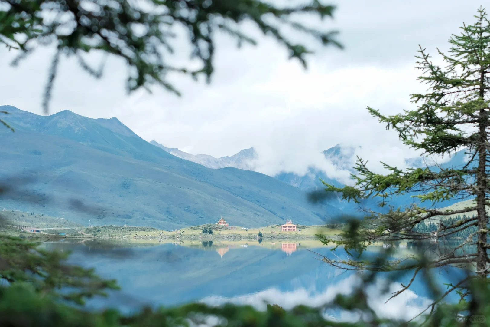 海拔4100+成功菌子自由🍄