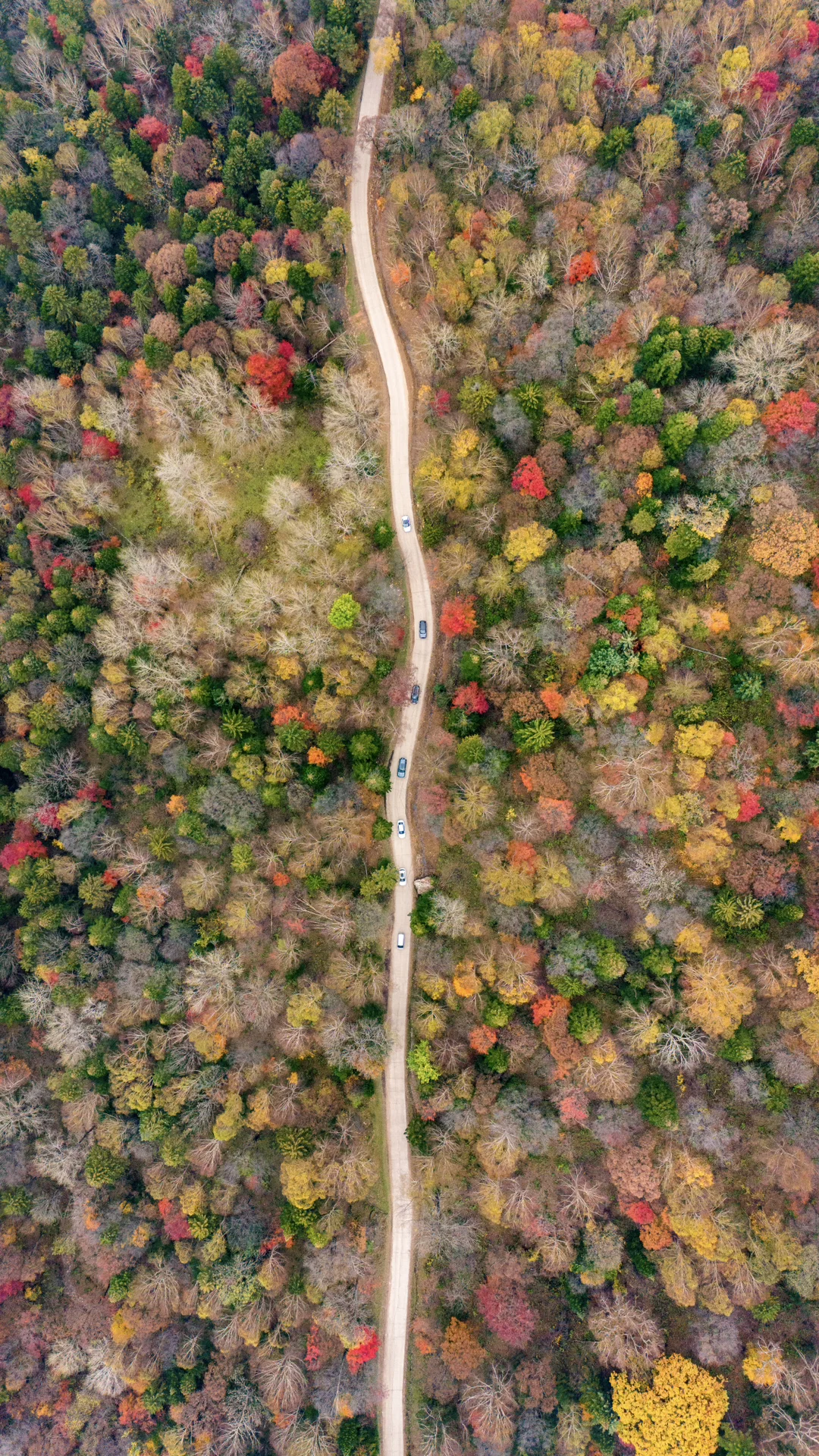 没想到长白山的溪谷竟然有如此美丽的秋天